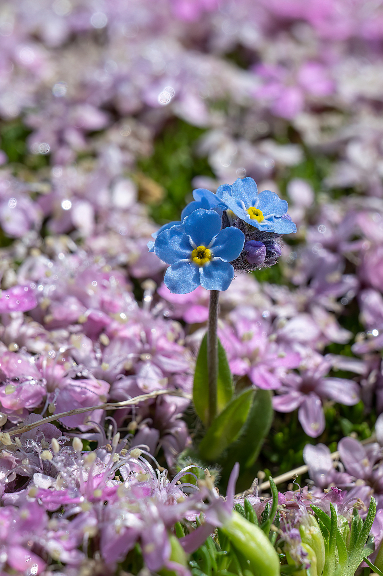 Myosotis alpestris