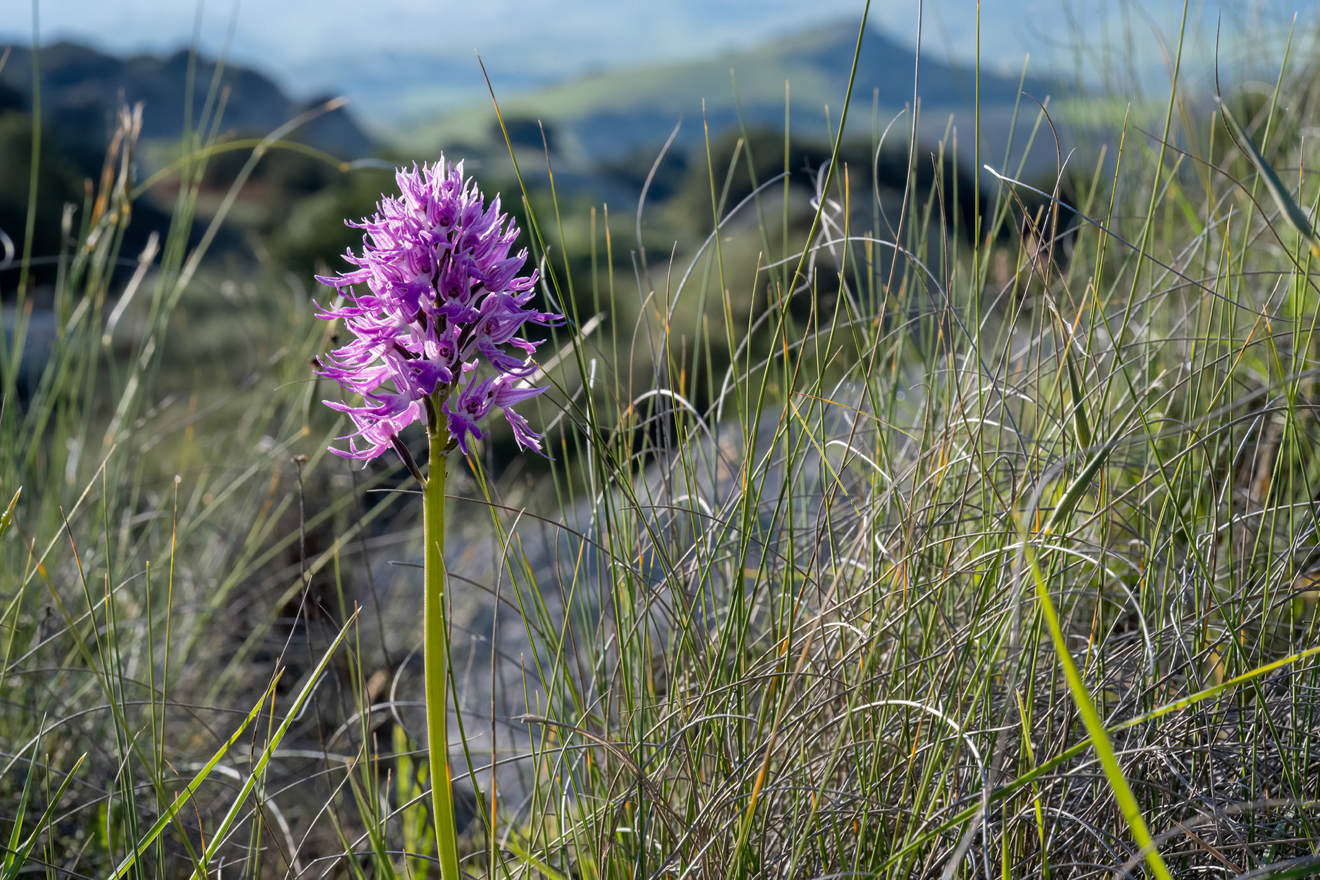 Orchis italica