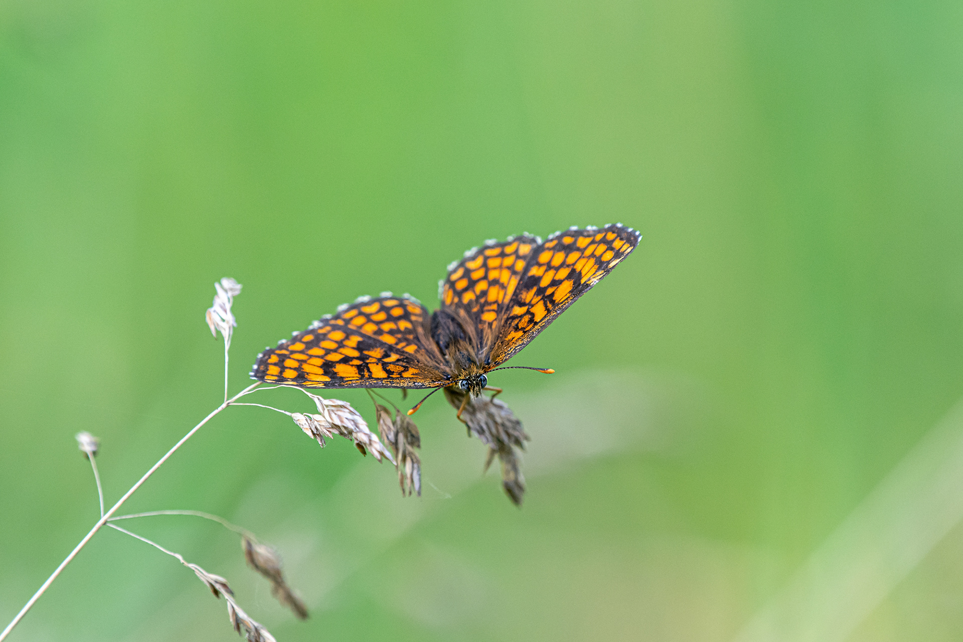 Melitaea cinxia