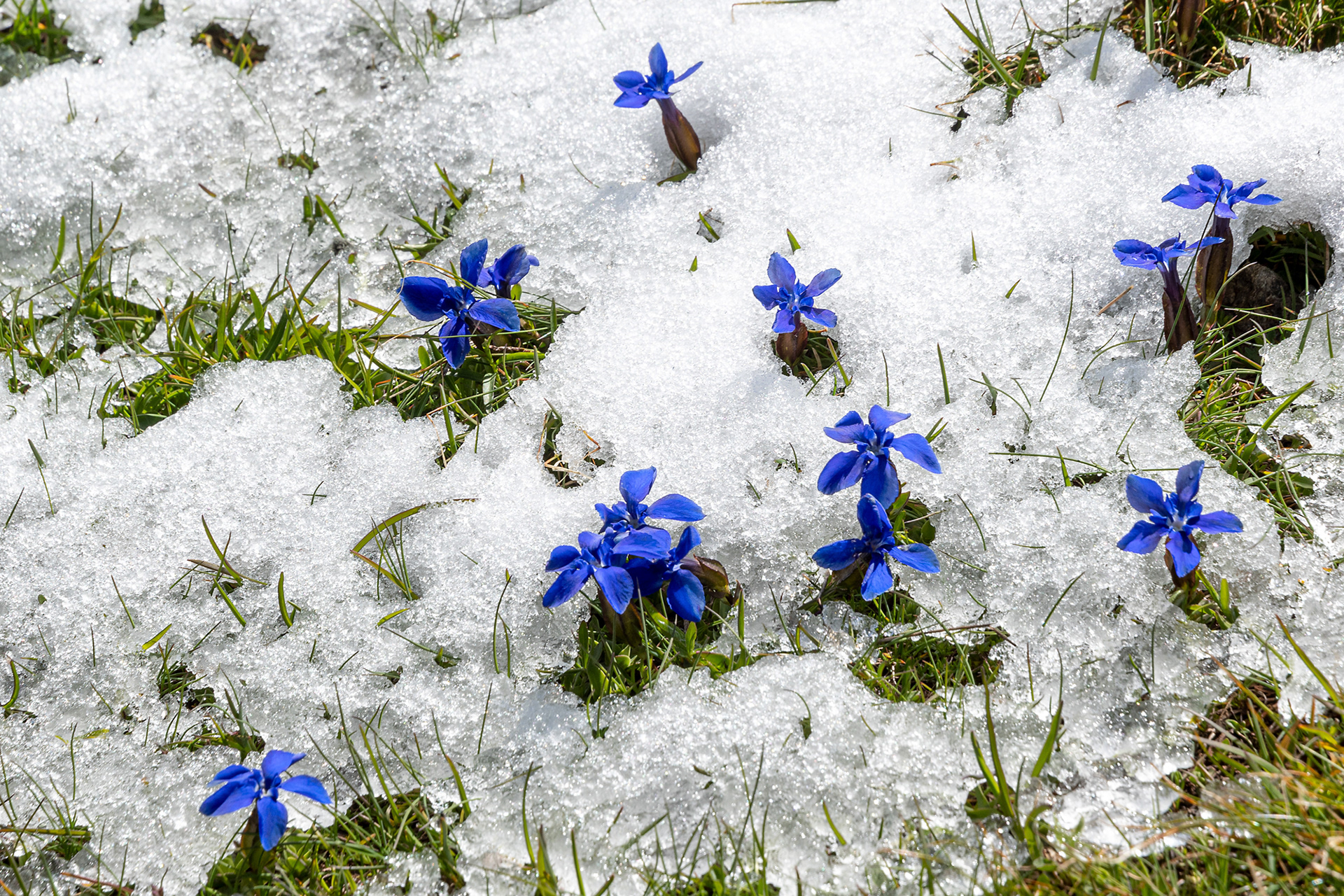 Gentiana verna