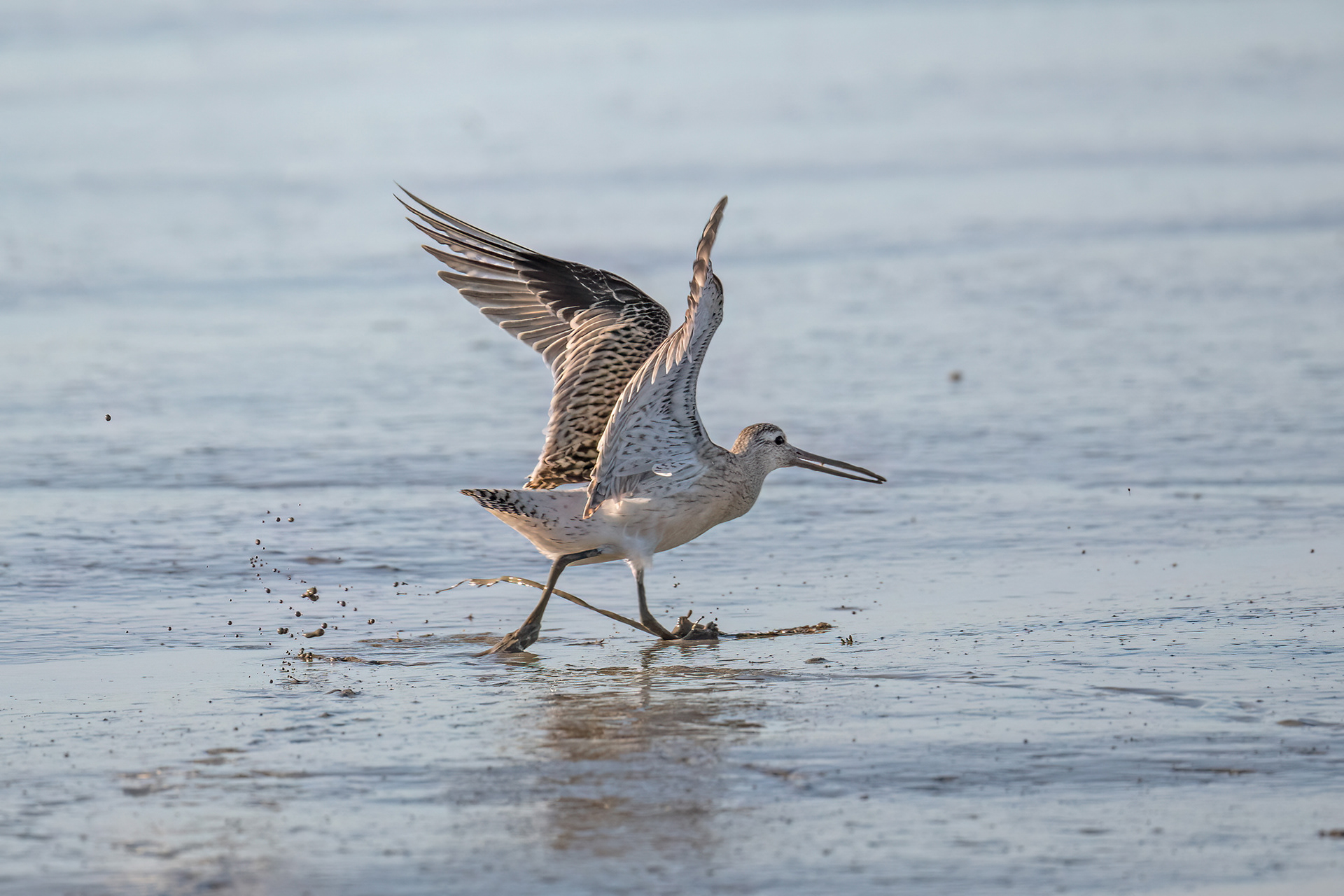 Les Moutiers-en-Retz - Pittima minore