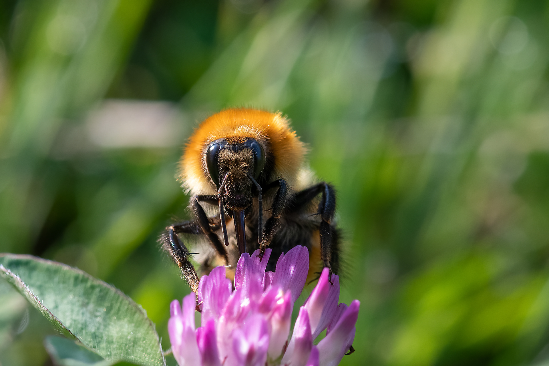 Bombus pascuorum