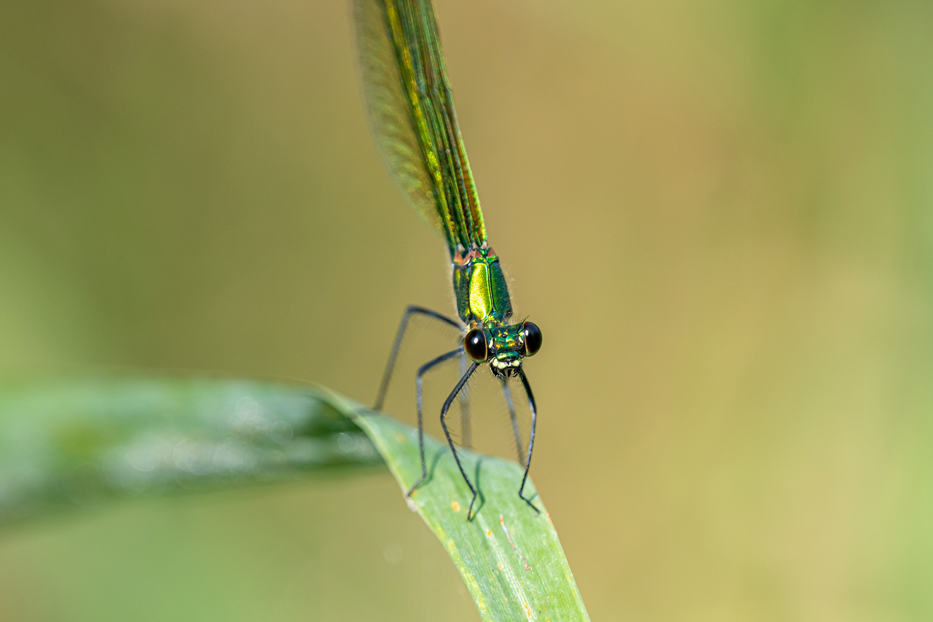 Calopteryx