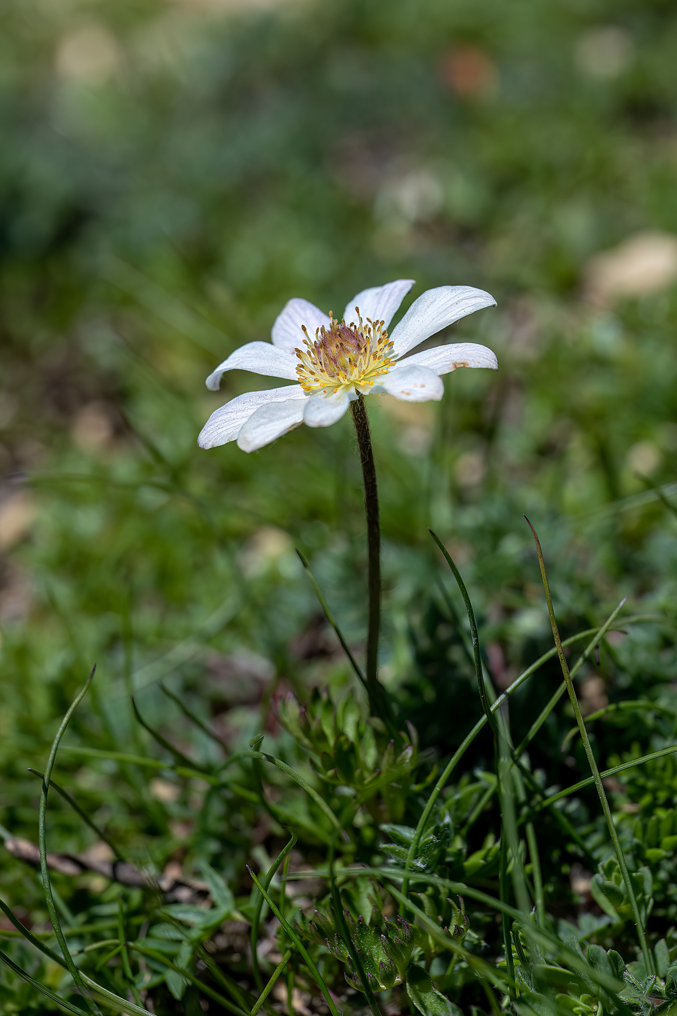 Anemonoides baldensis