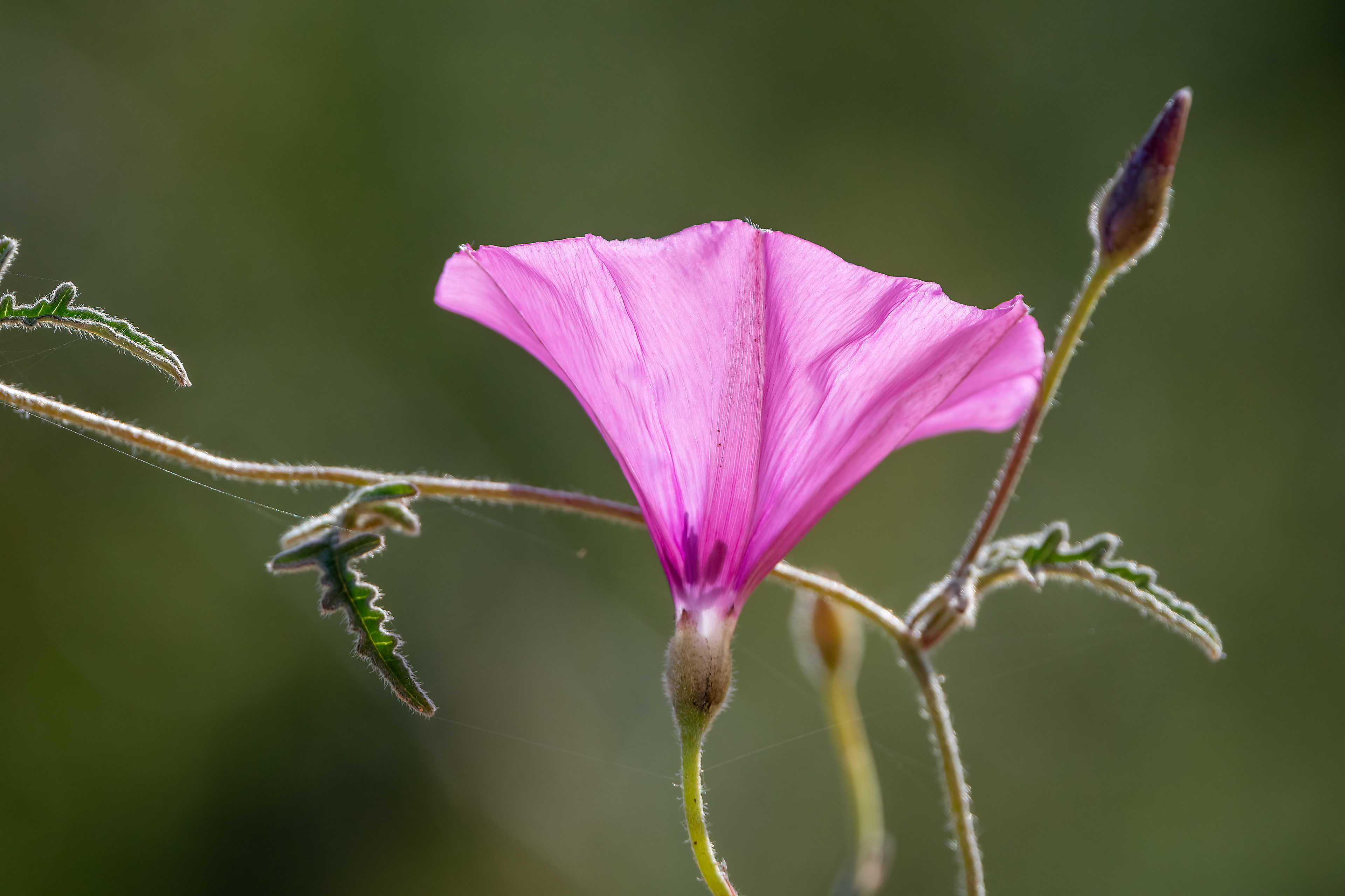 Convolvolo rosa