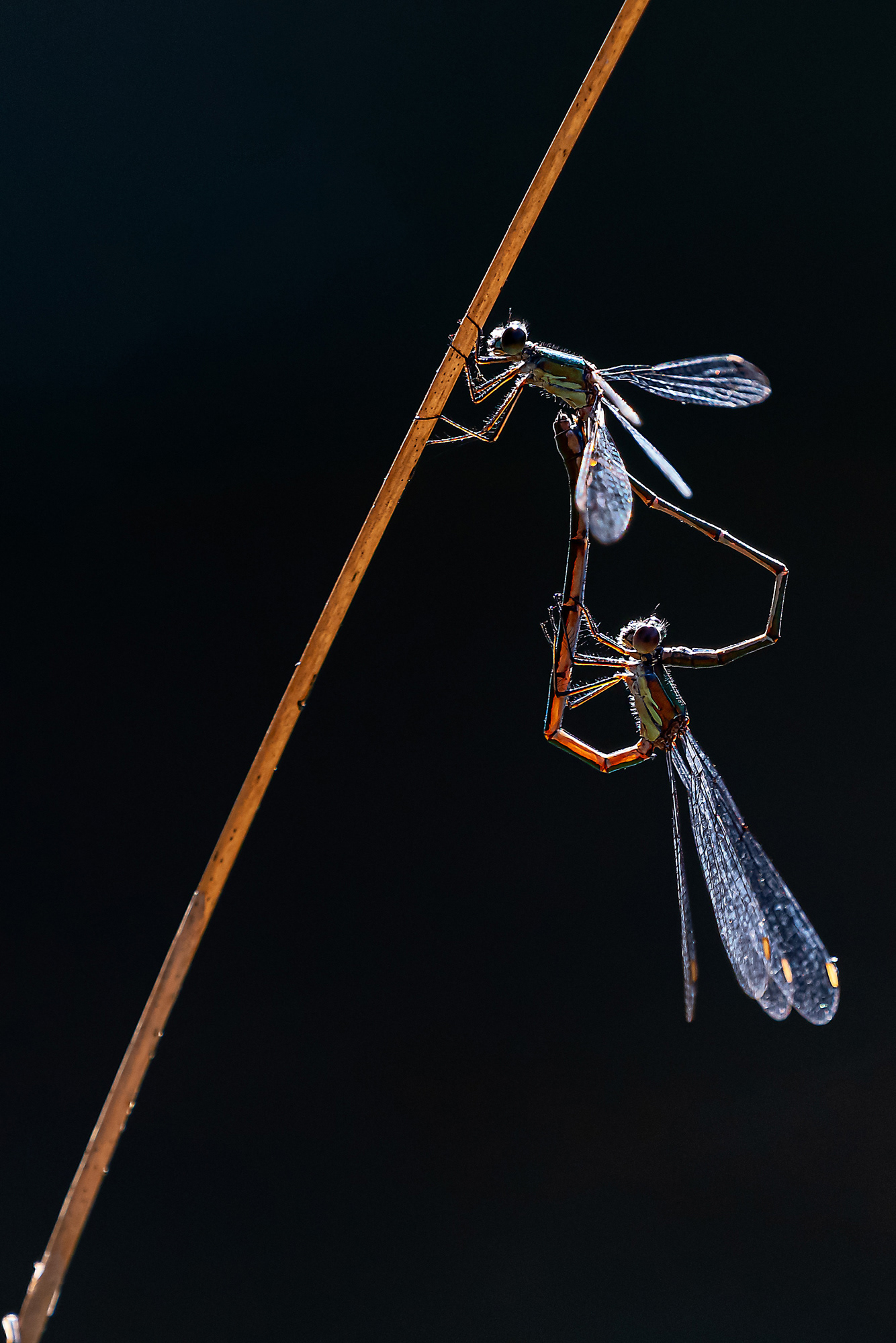 Lestes viridis