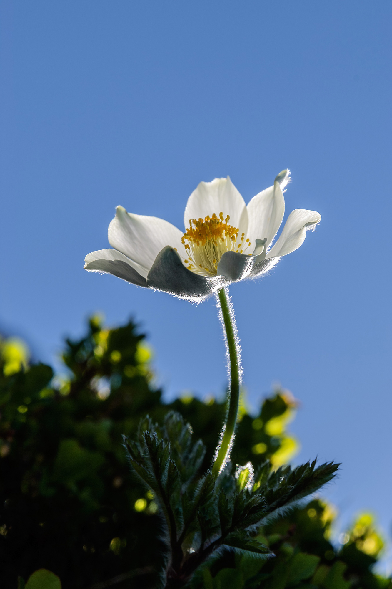 Pulsatilla alpina