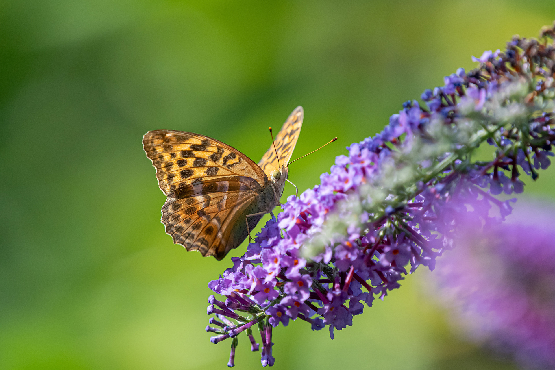 Argynnis (paphia)