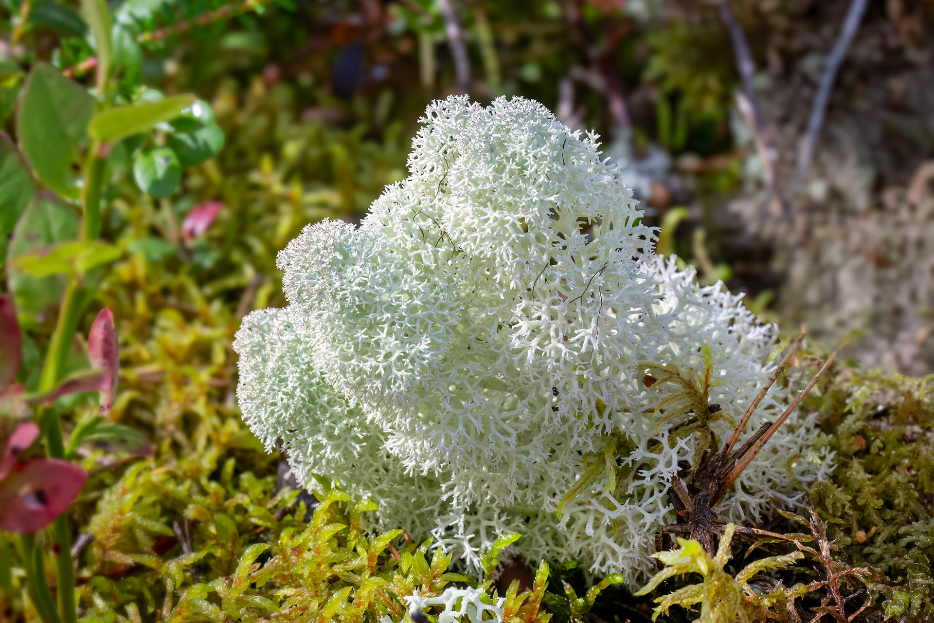 lichene delle renne - Cladonia