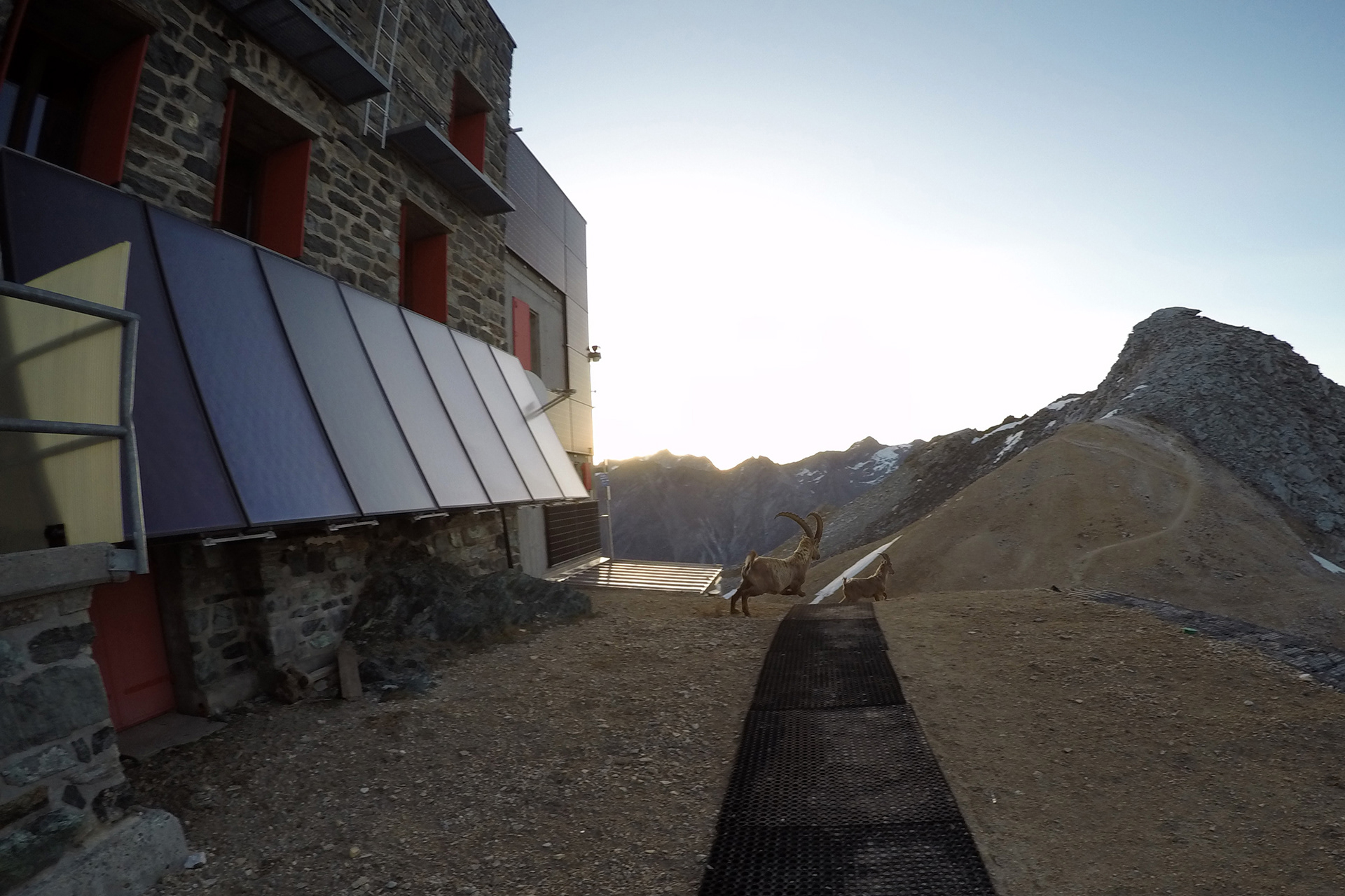 Britanniahutte - stambecco