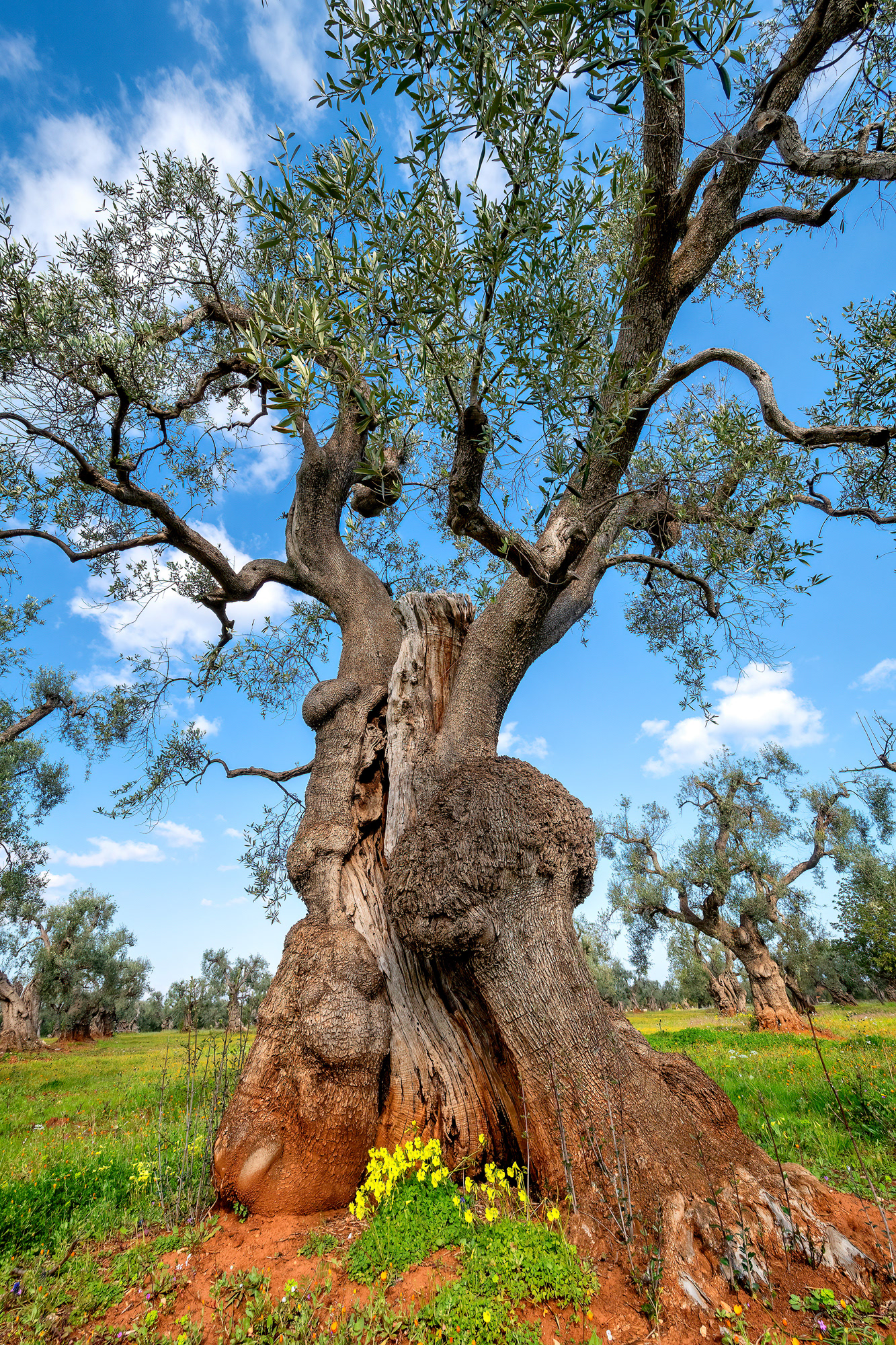 Piana degli ulivi di Ostuni