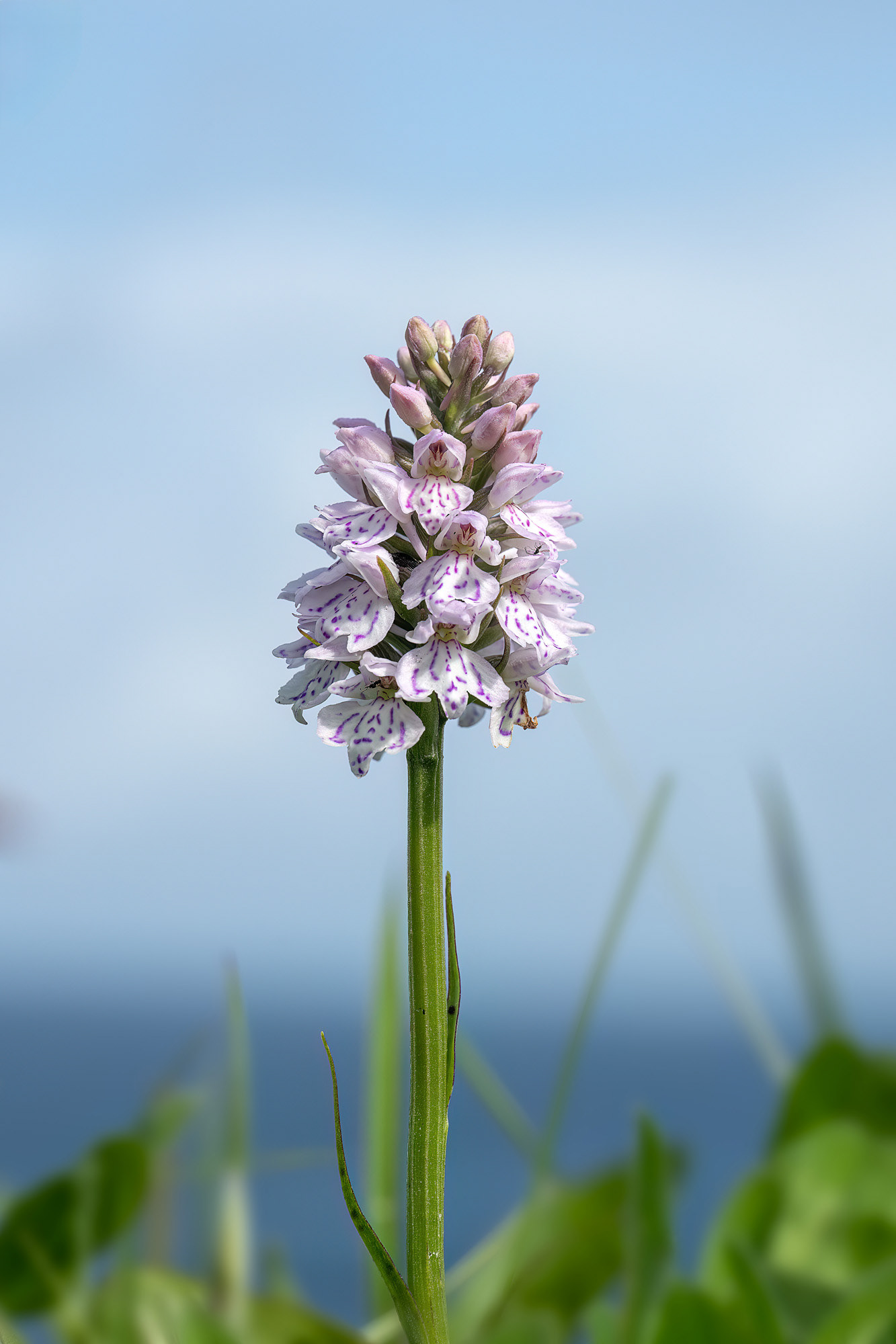 Orchidea maculata - Dactylorhiza maculata