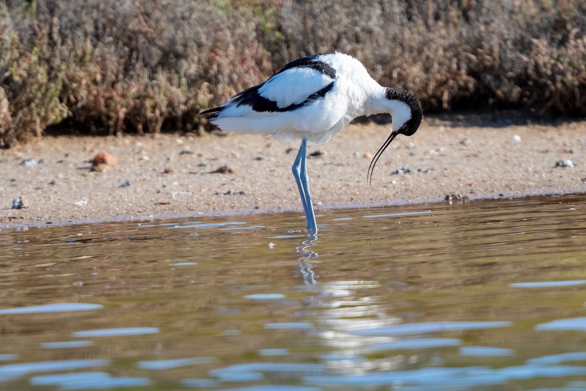 Avocetta