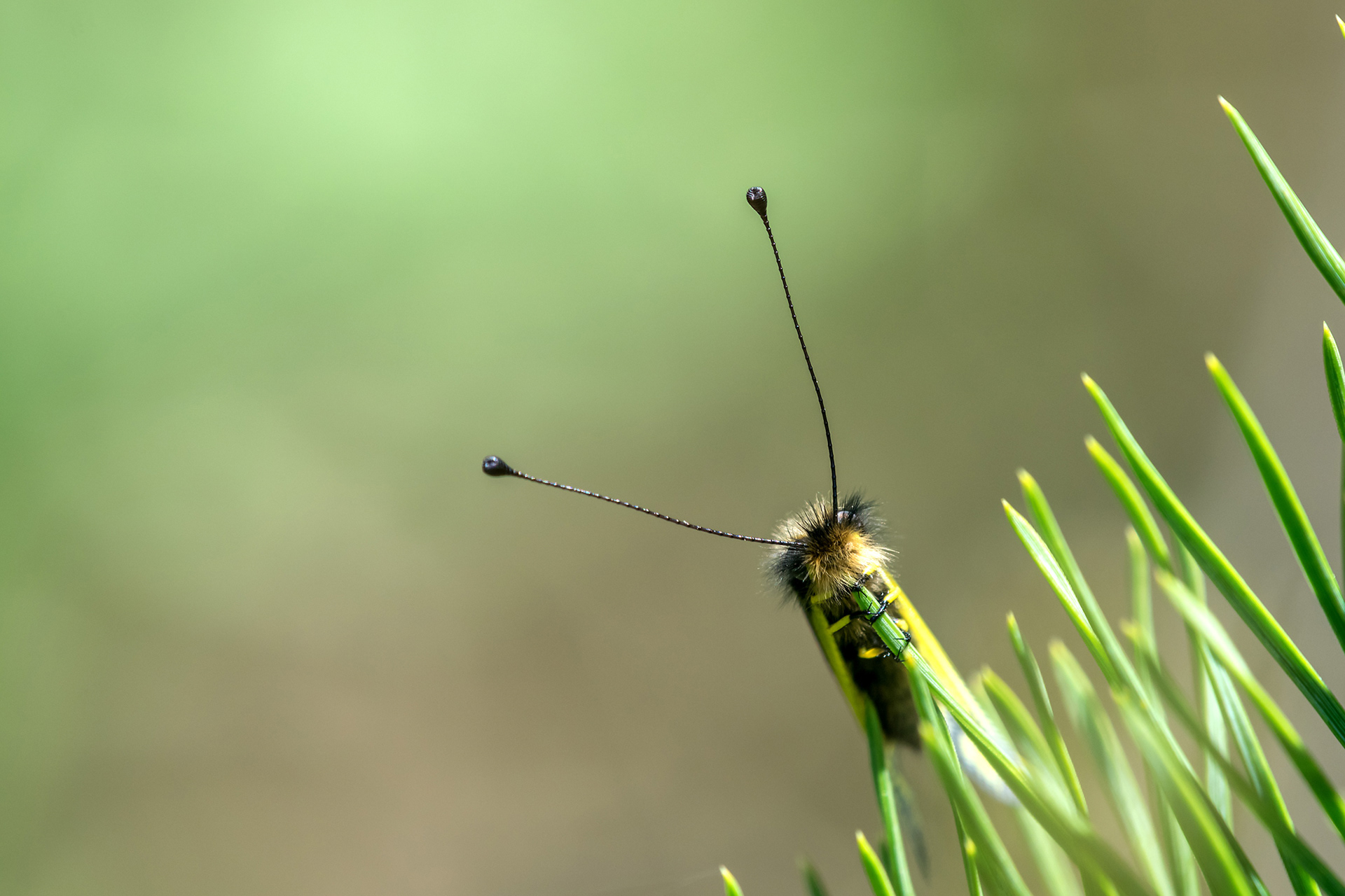 Ascalaphus libelluloides