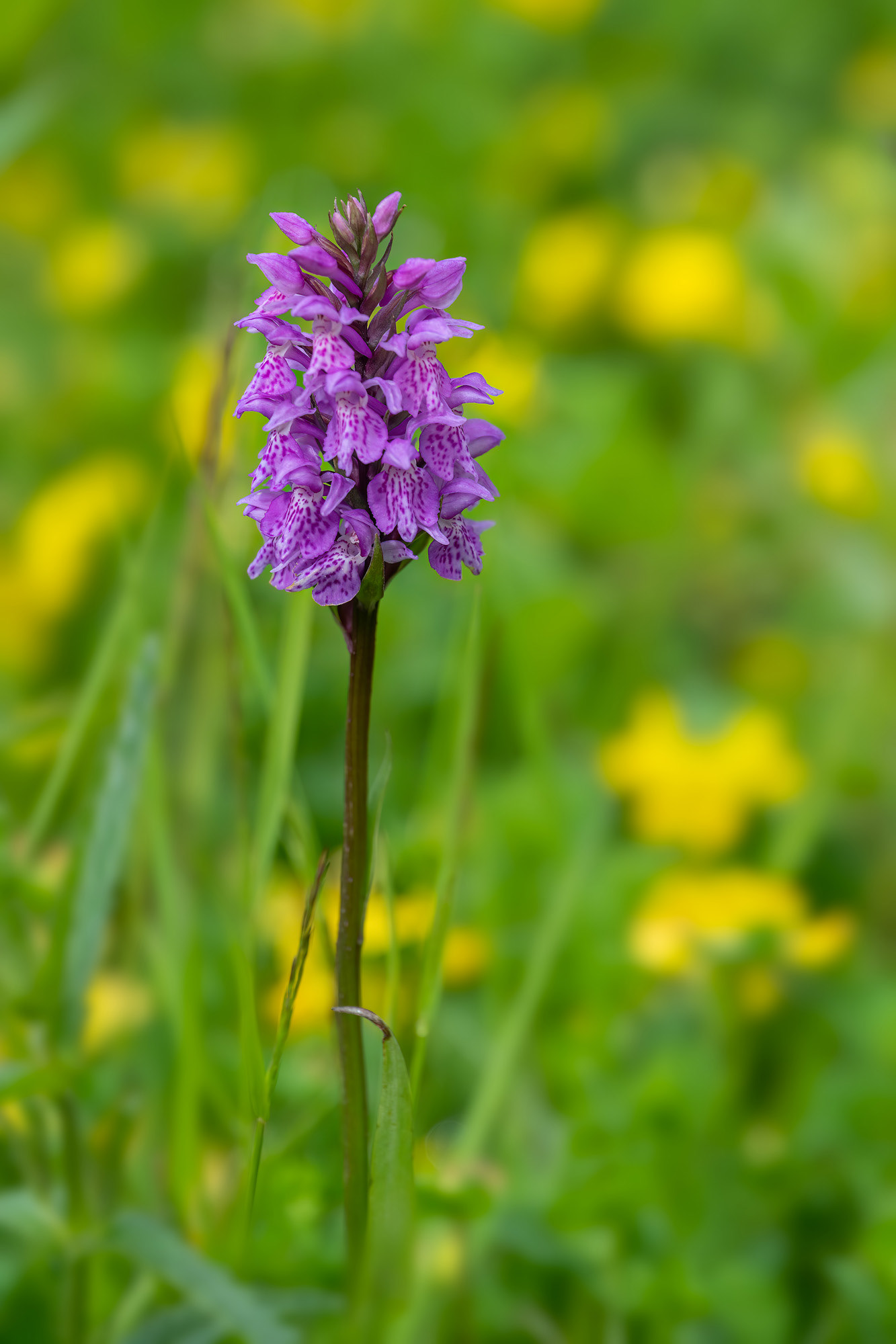 Orchidea maculata - Dactylorhiza maculata