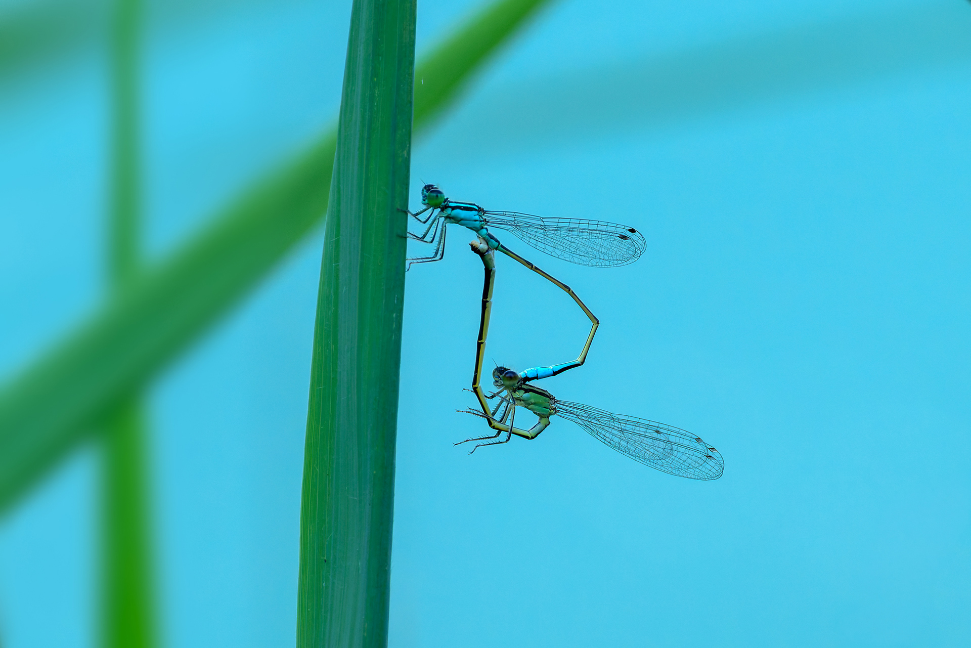 Ischnura elegans
