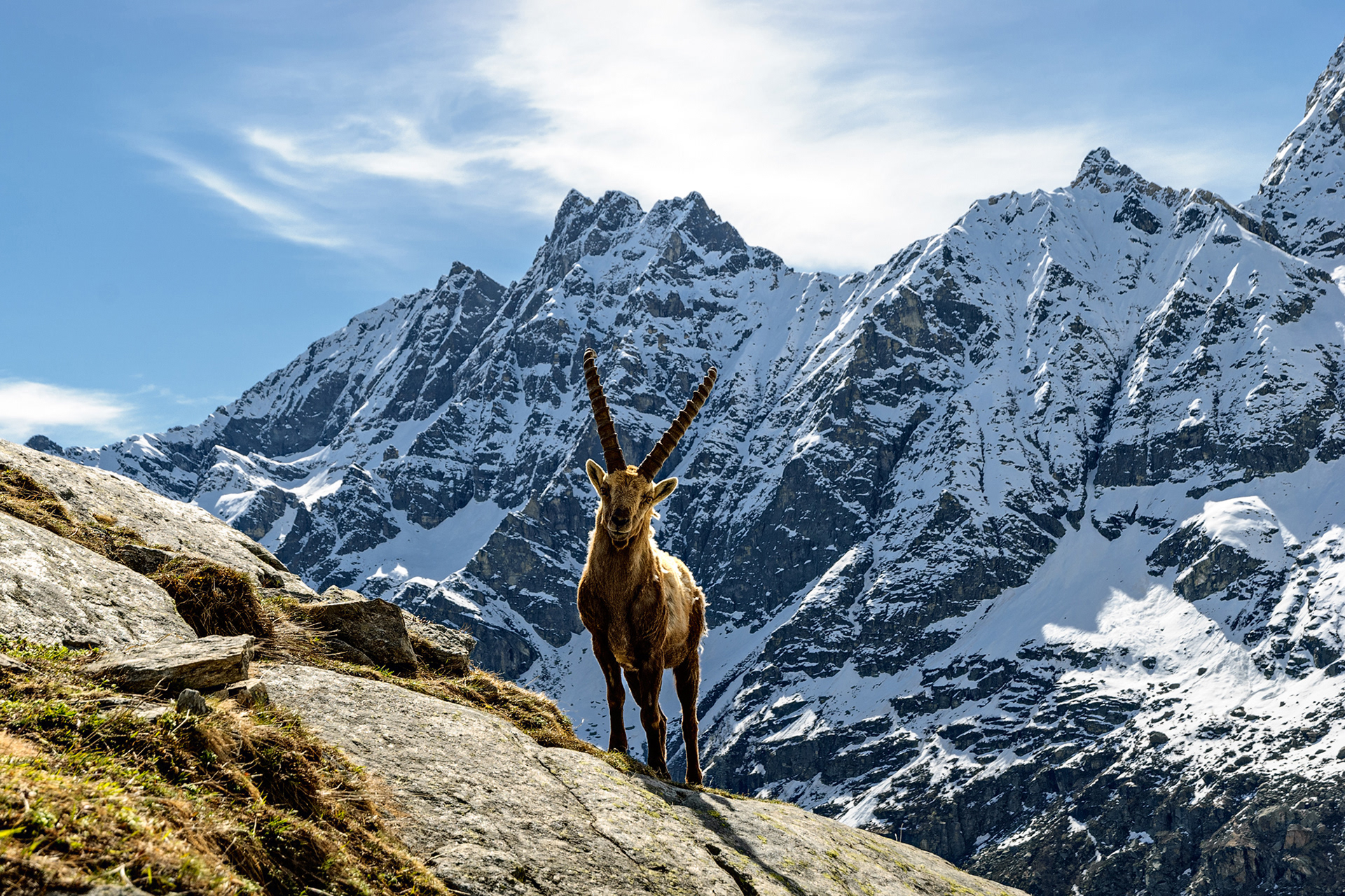 Vallone di Sea - stambecco