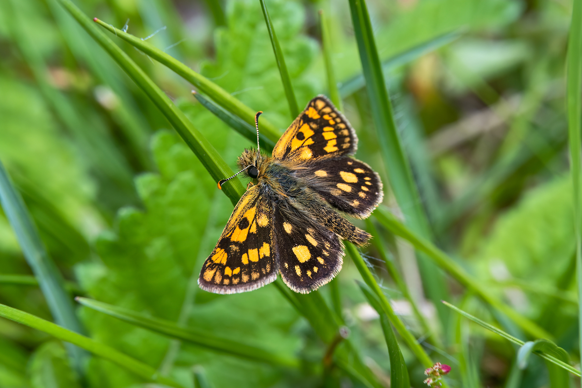 Carterocephalus palaemon