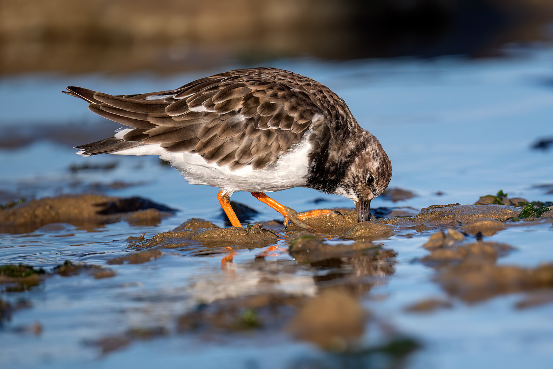 Les Moutiers-en-Retz - Voltapietre
