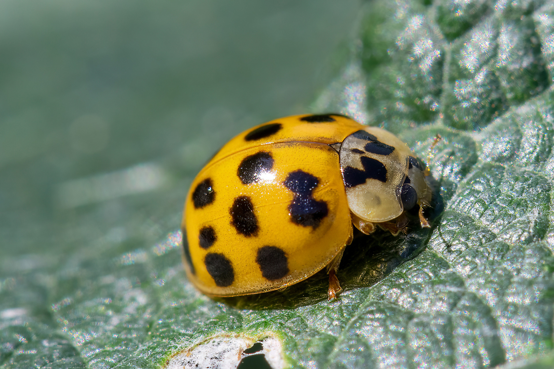 Thea Vigintiduopunctata