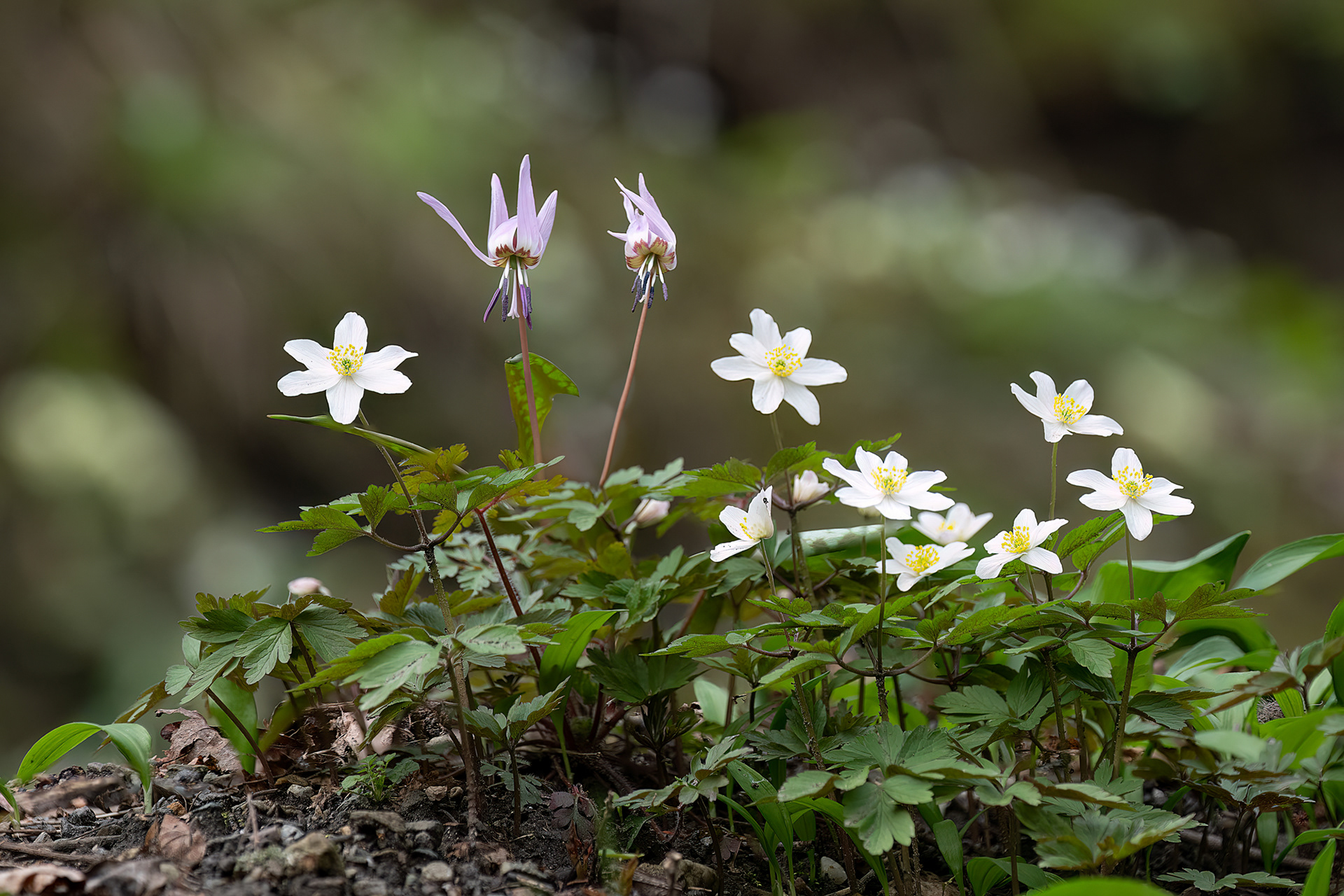 con Anemone nemorosa