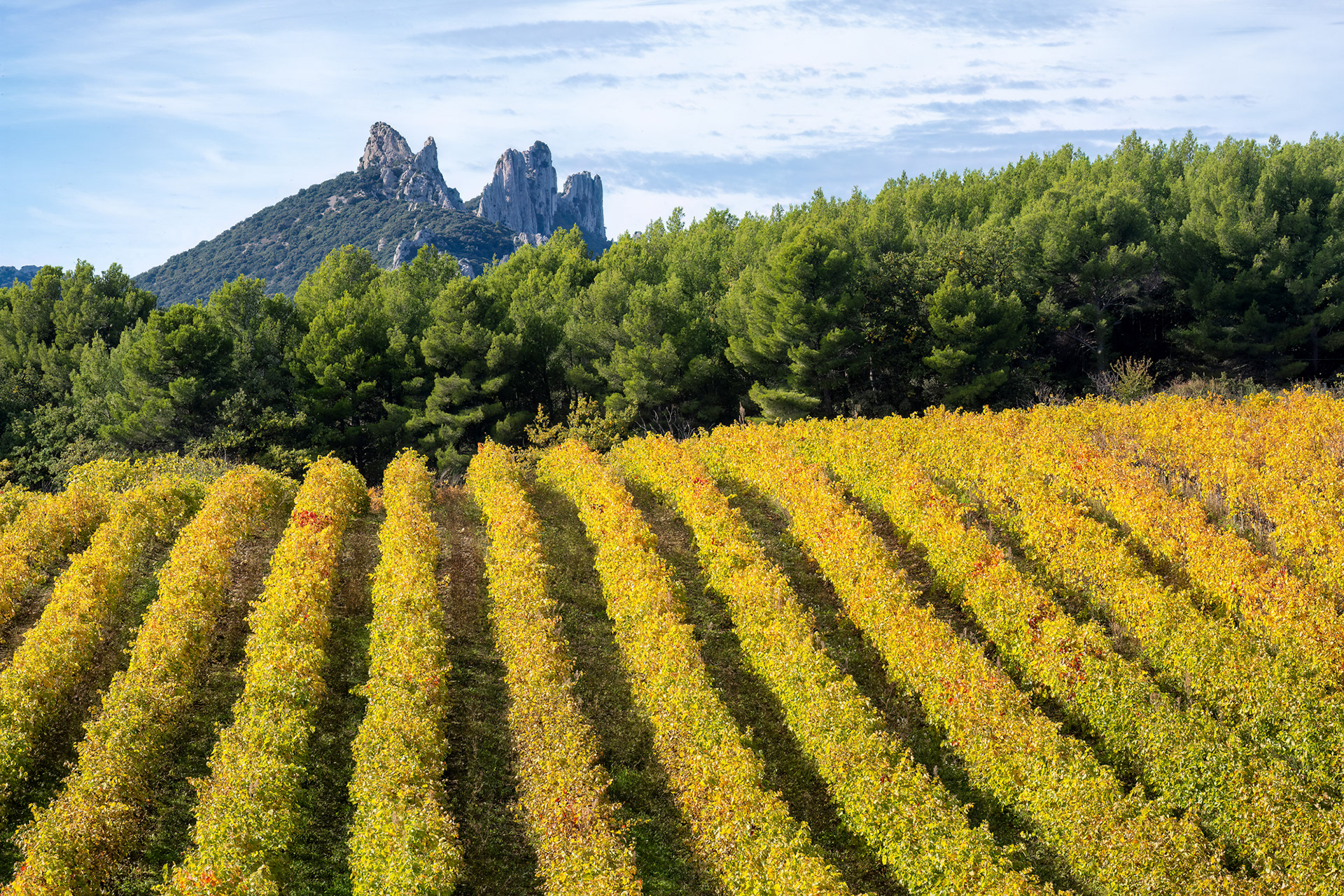 Dentelles de Montmirail