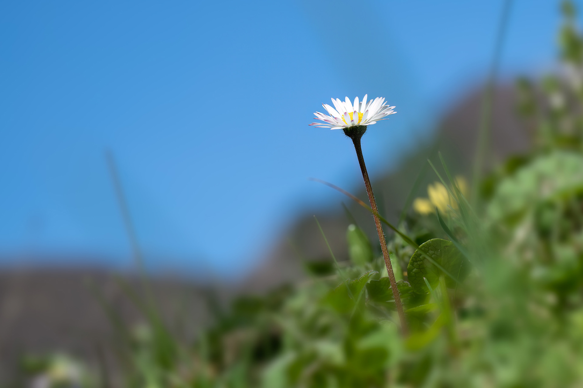 Pratolina - Bellis perennis
