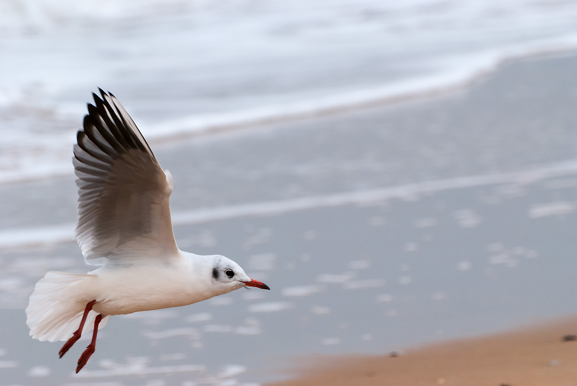 Omaha - gabbiano comune