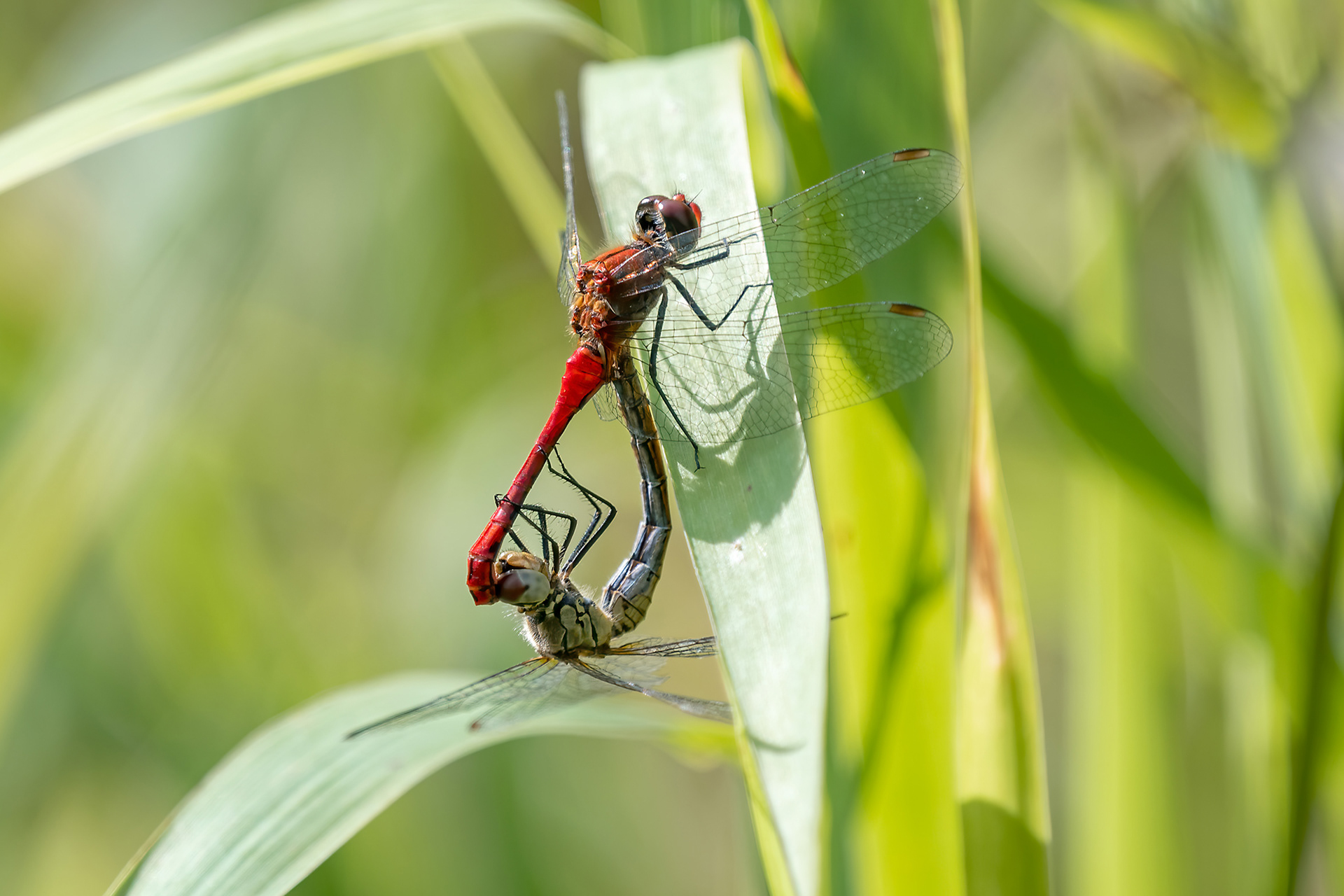 Sympetrum sanguineum