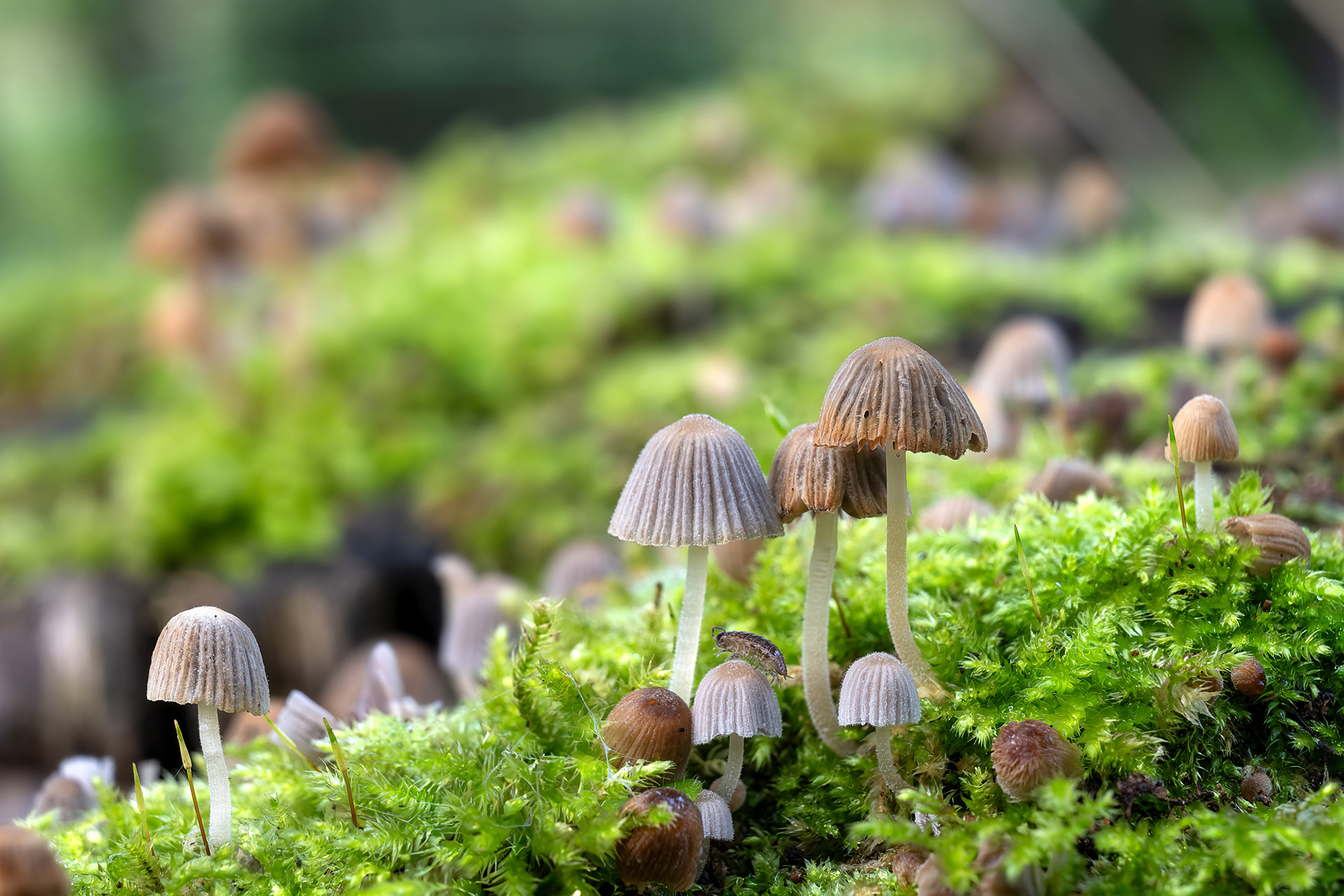 Mycena galopus