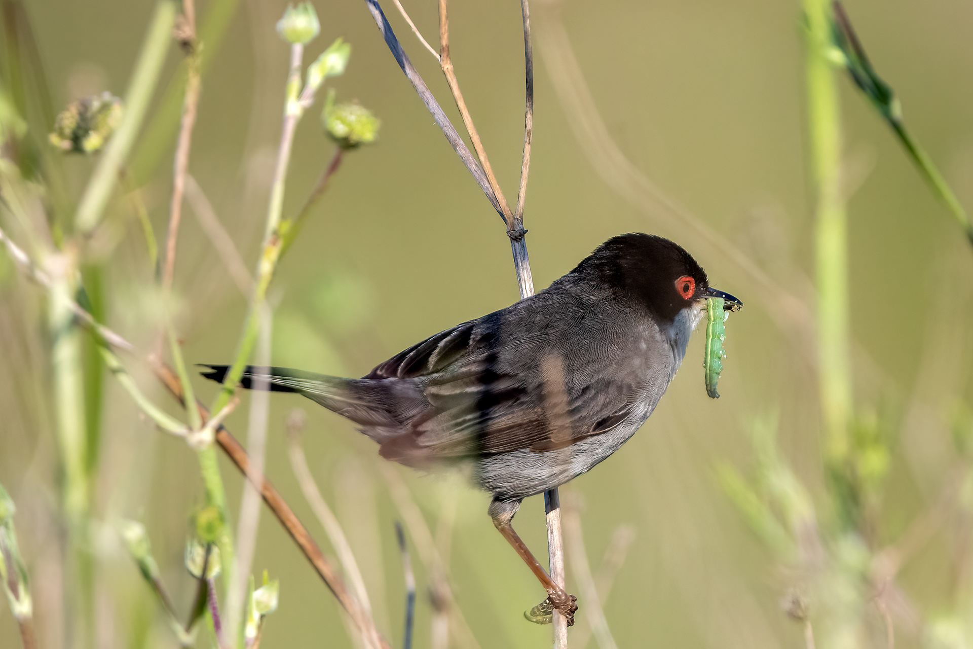 Occhiocotto
