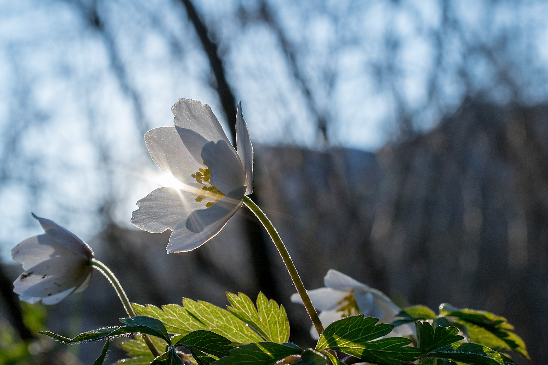 Anemone nemorosa
