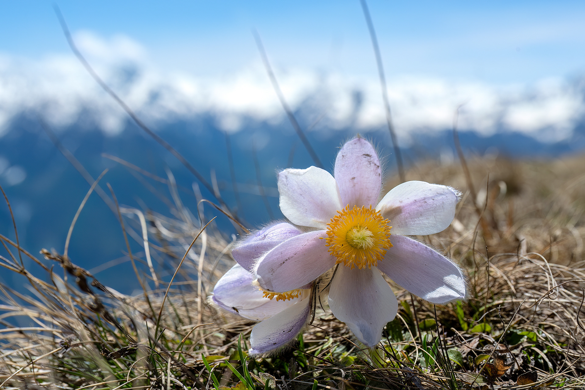 Pulsatilla vernalis