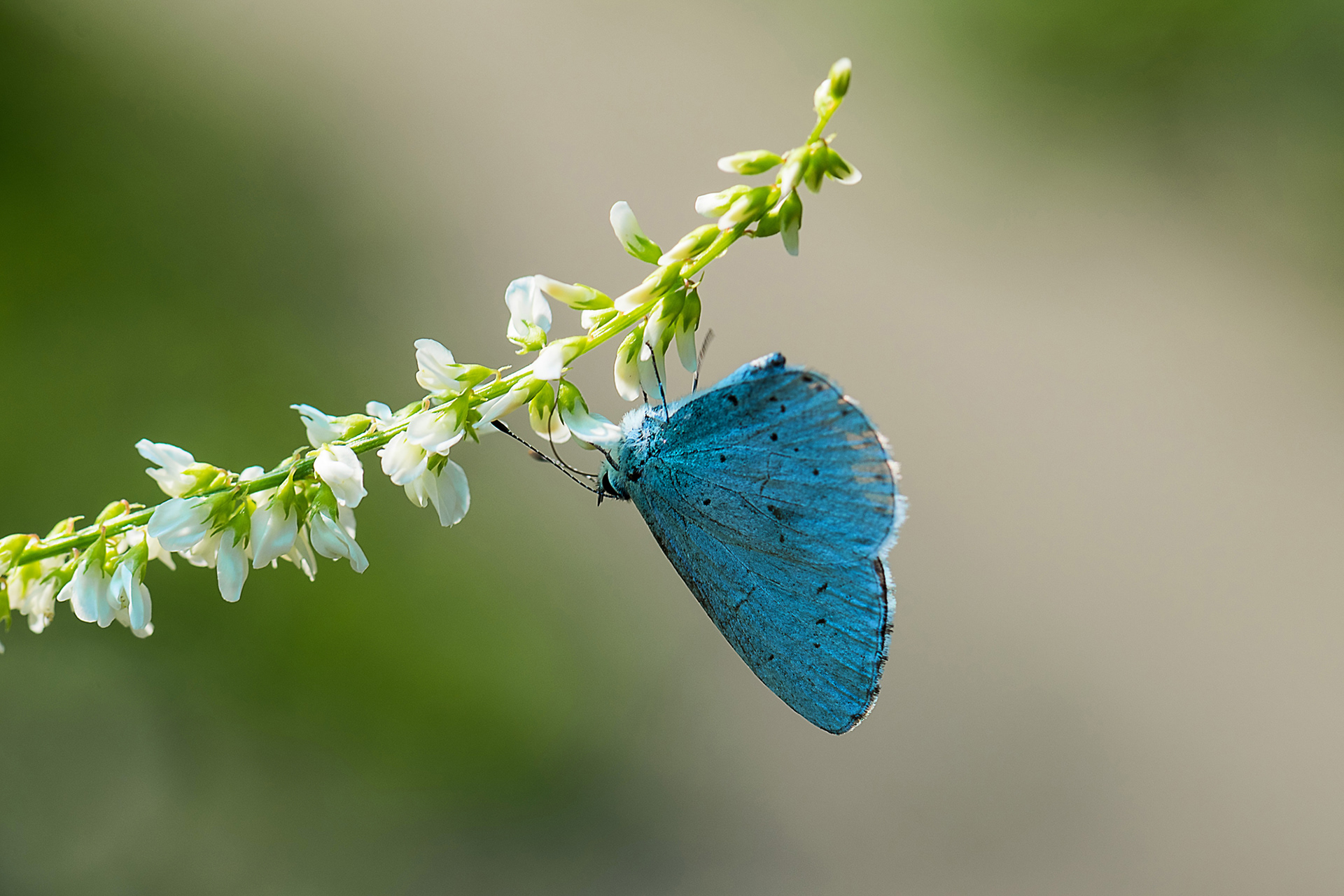 Lycaena bellargus maschio