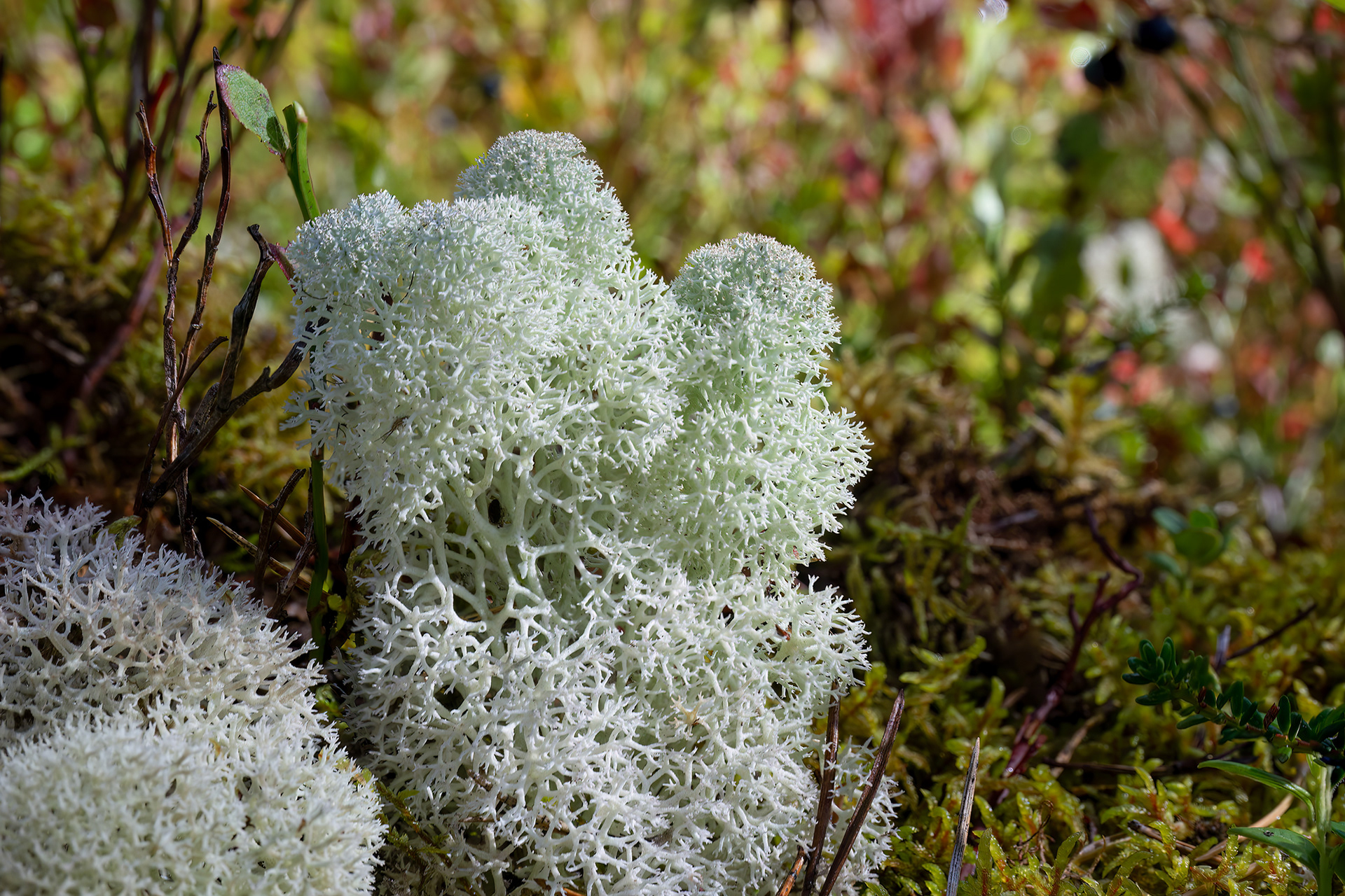 lichene delle renne - Cladonia
