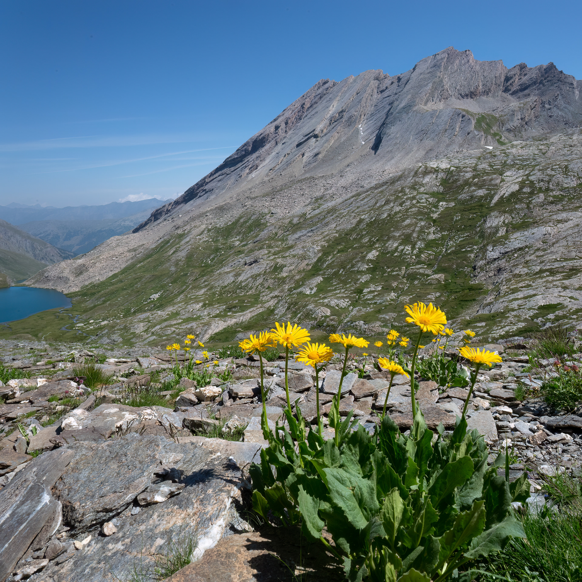 Doronicum grandifloum