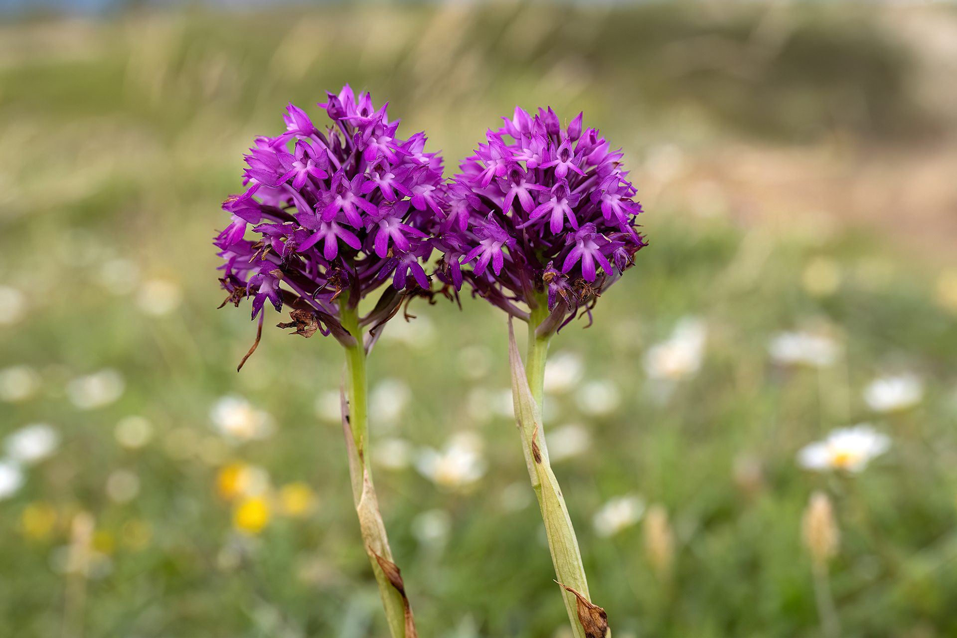 Anacamptis pyramidalis