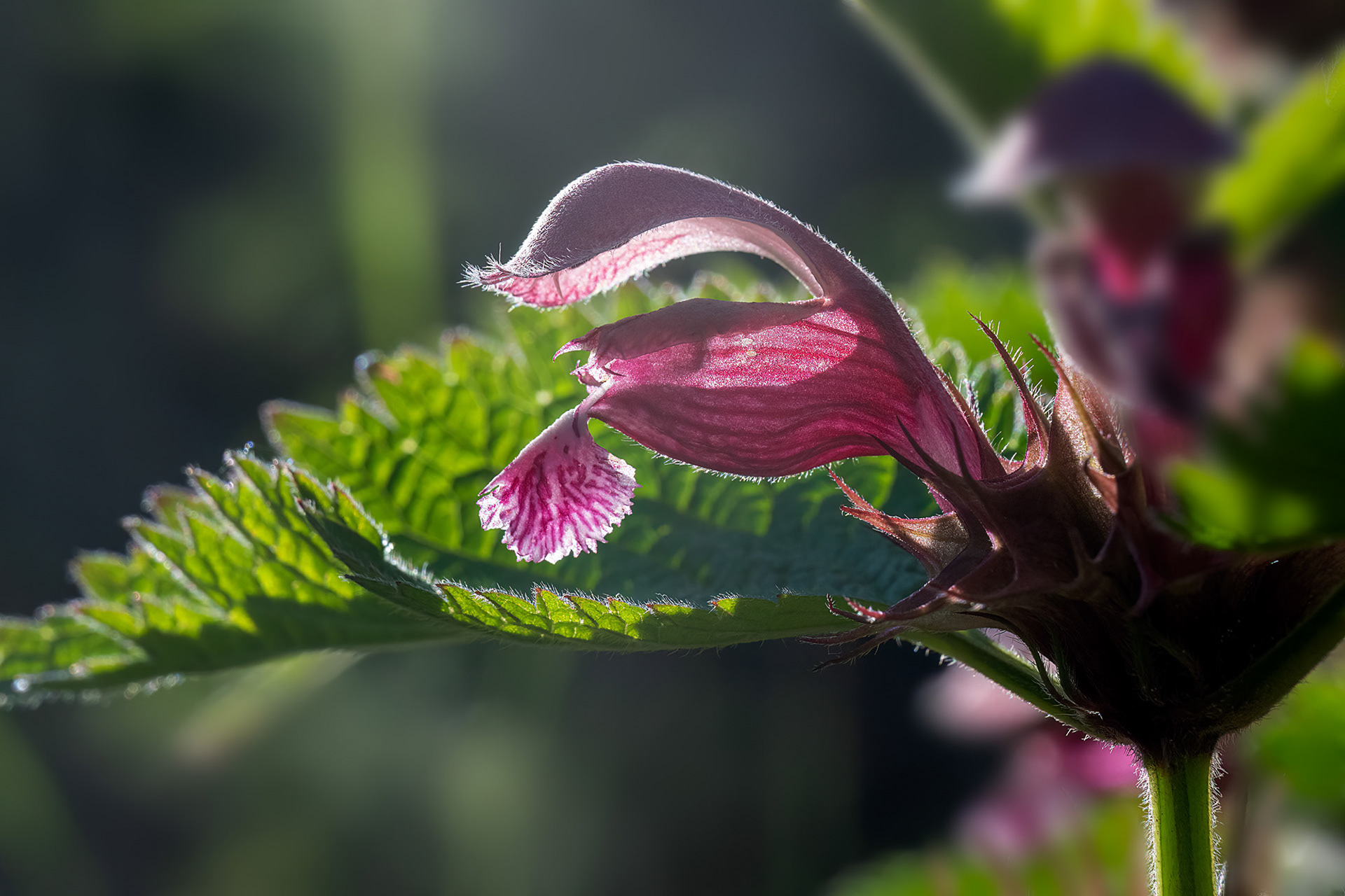 Falsa ortica - Lamium orvala