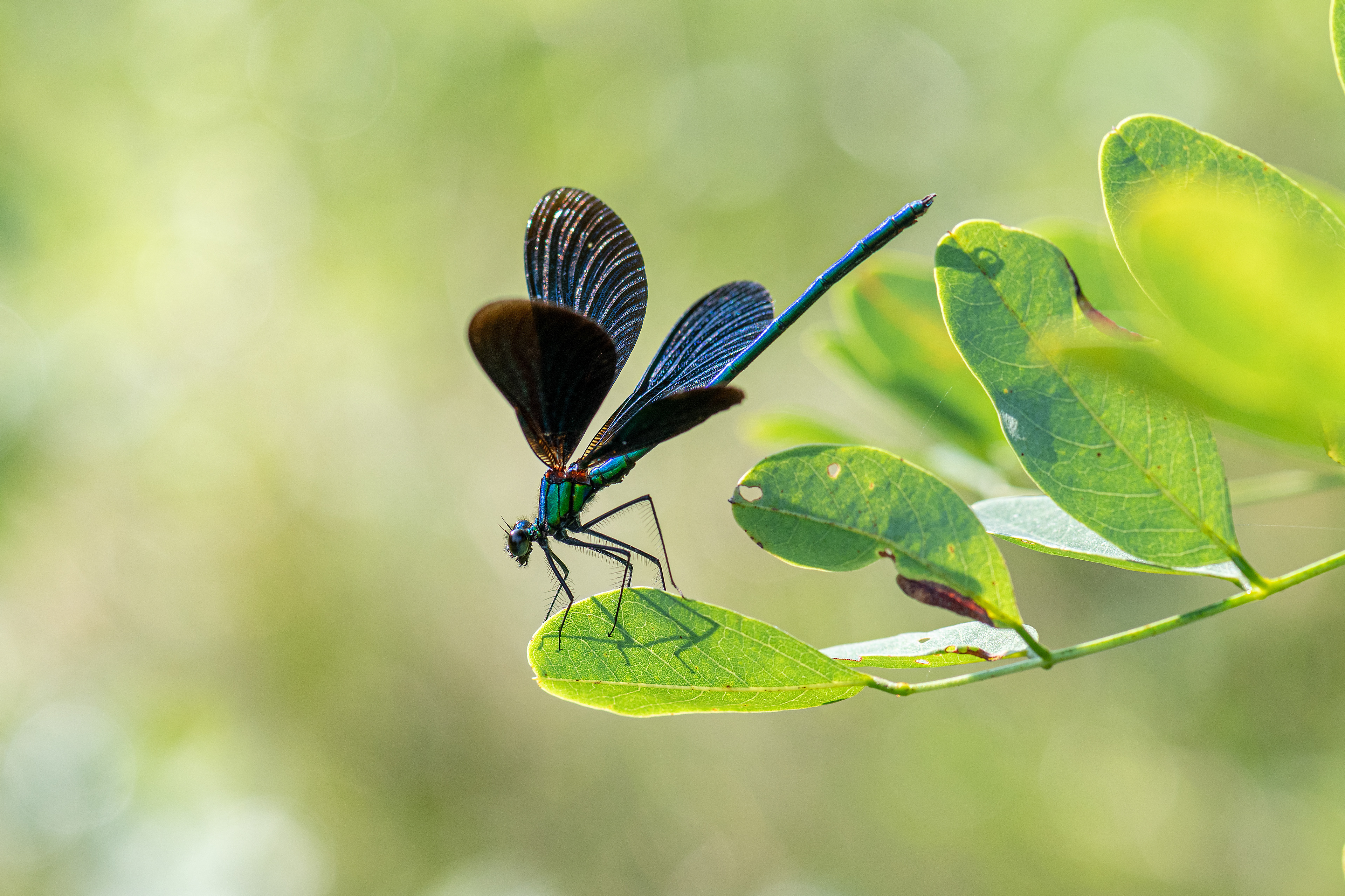 Calopteryx virgo