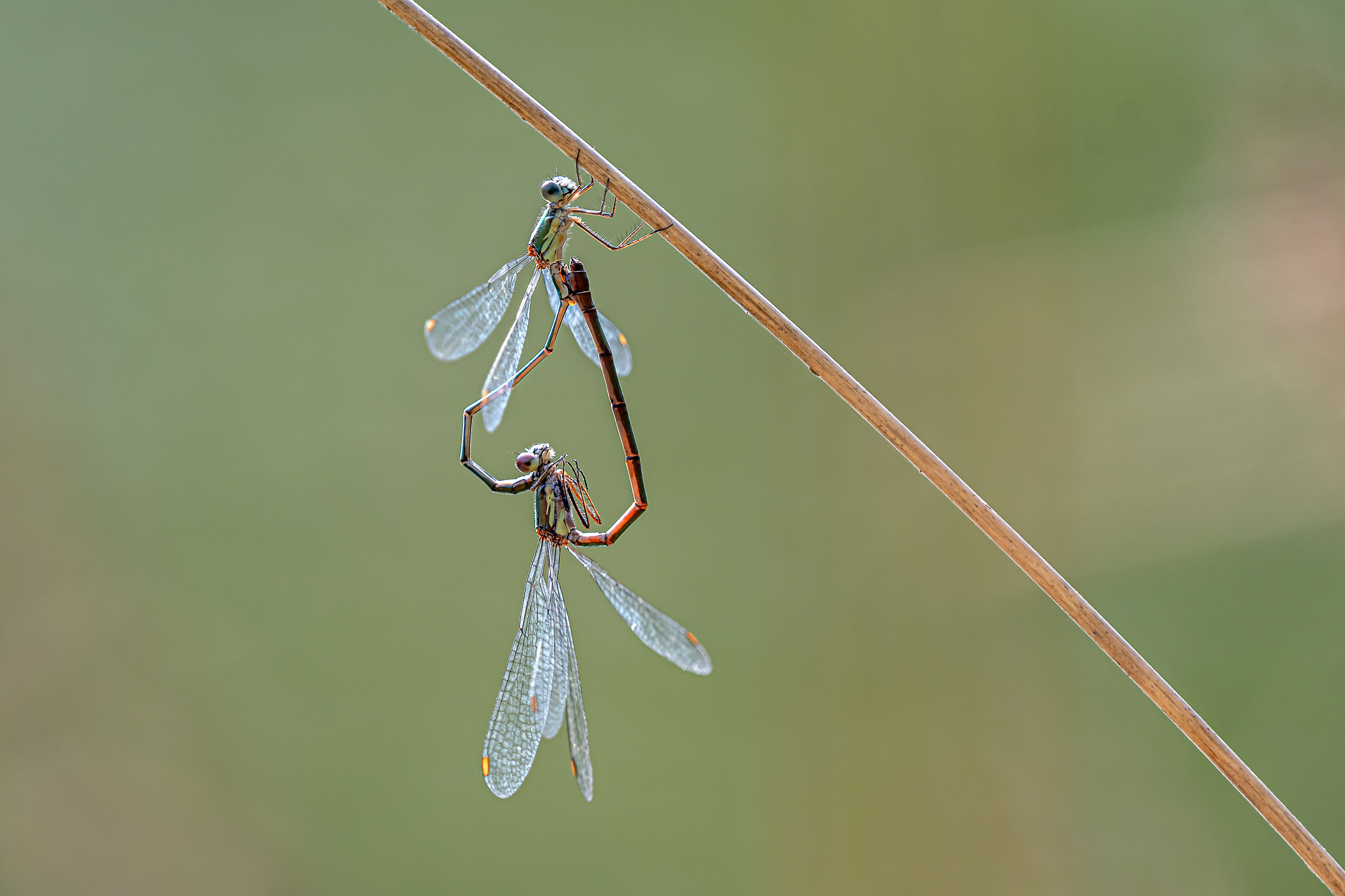 Lestes viridis