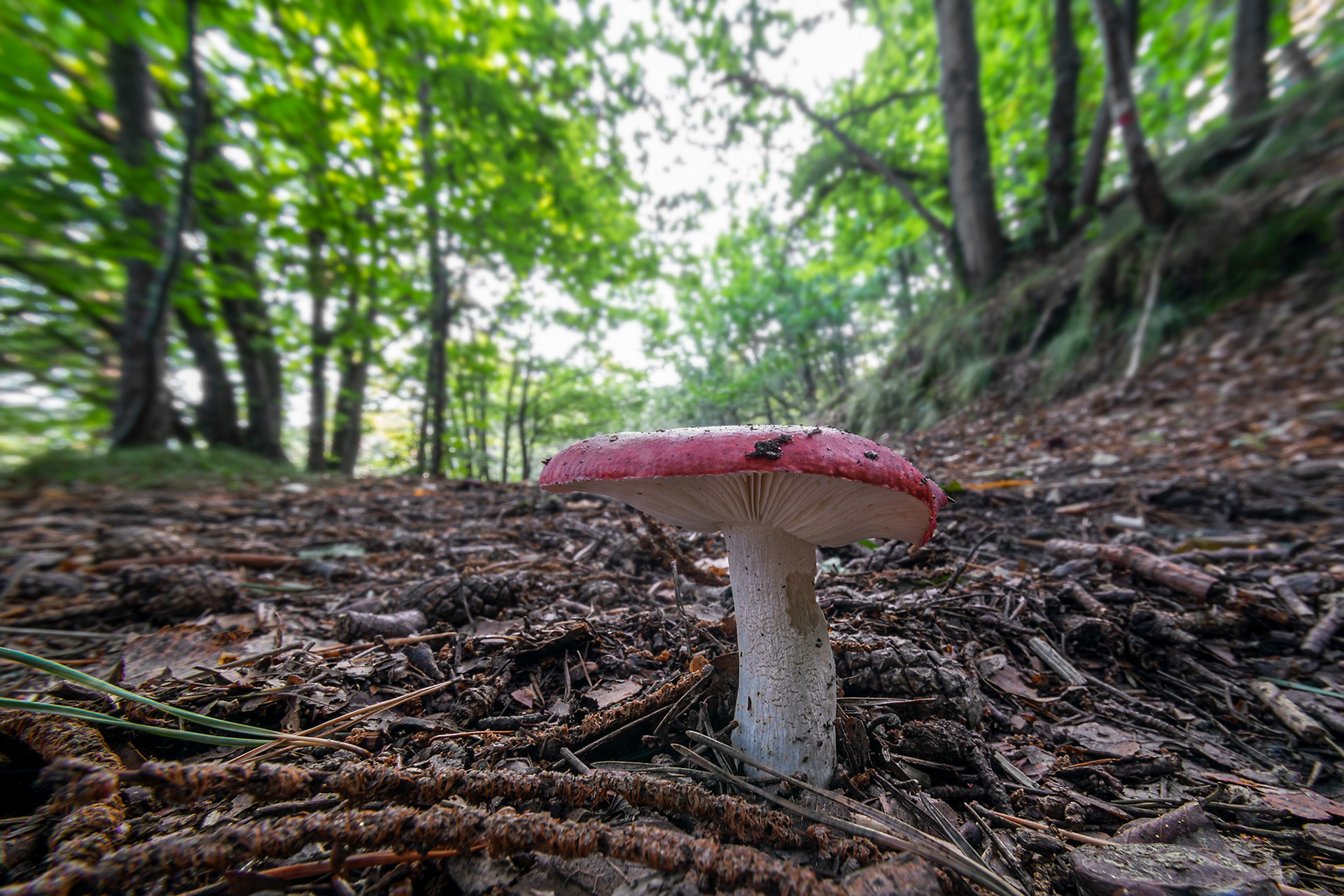 Russula emetica