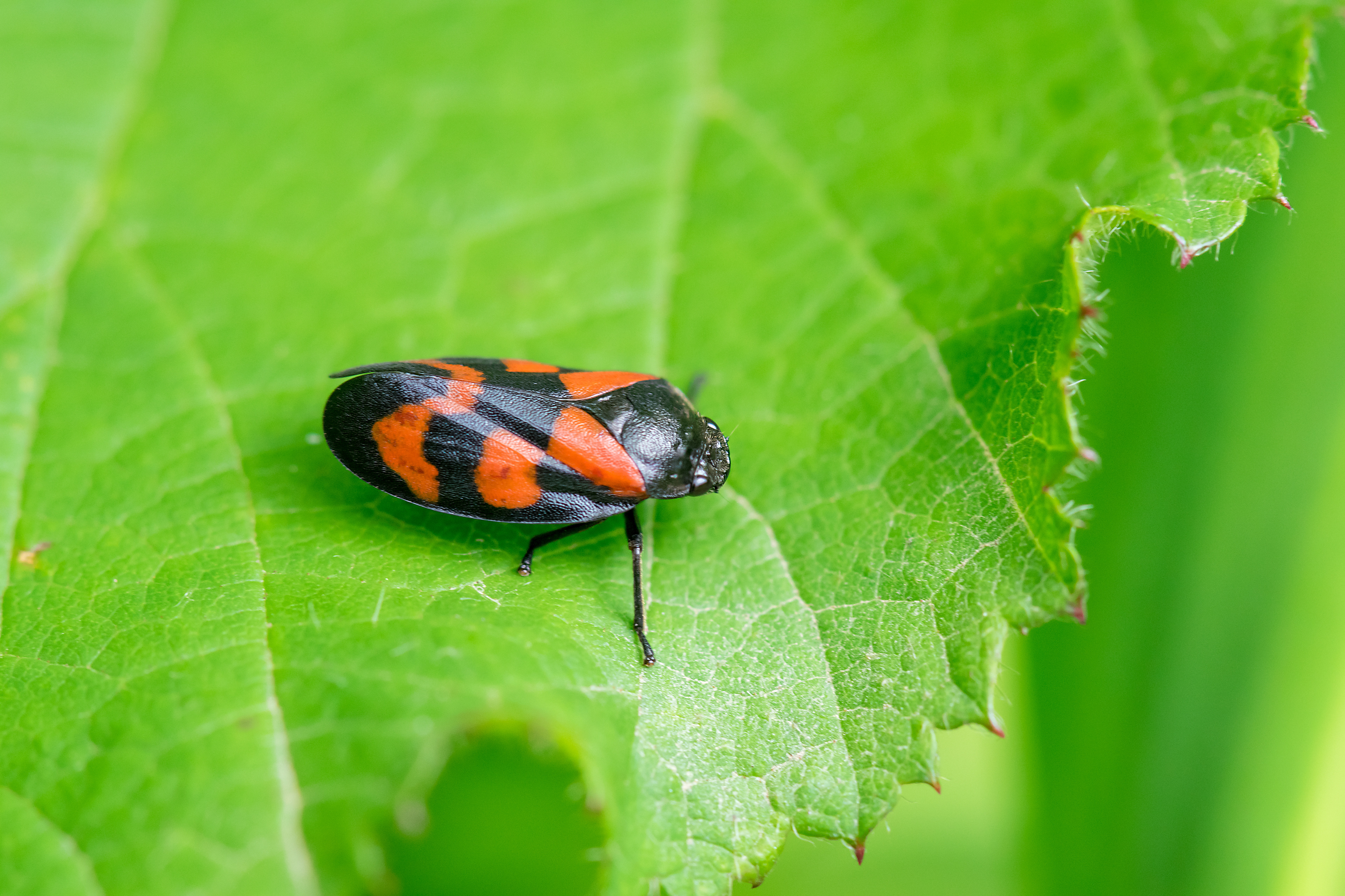 Cercopis sanguinolenta