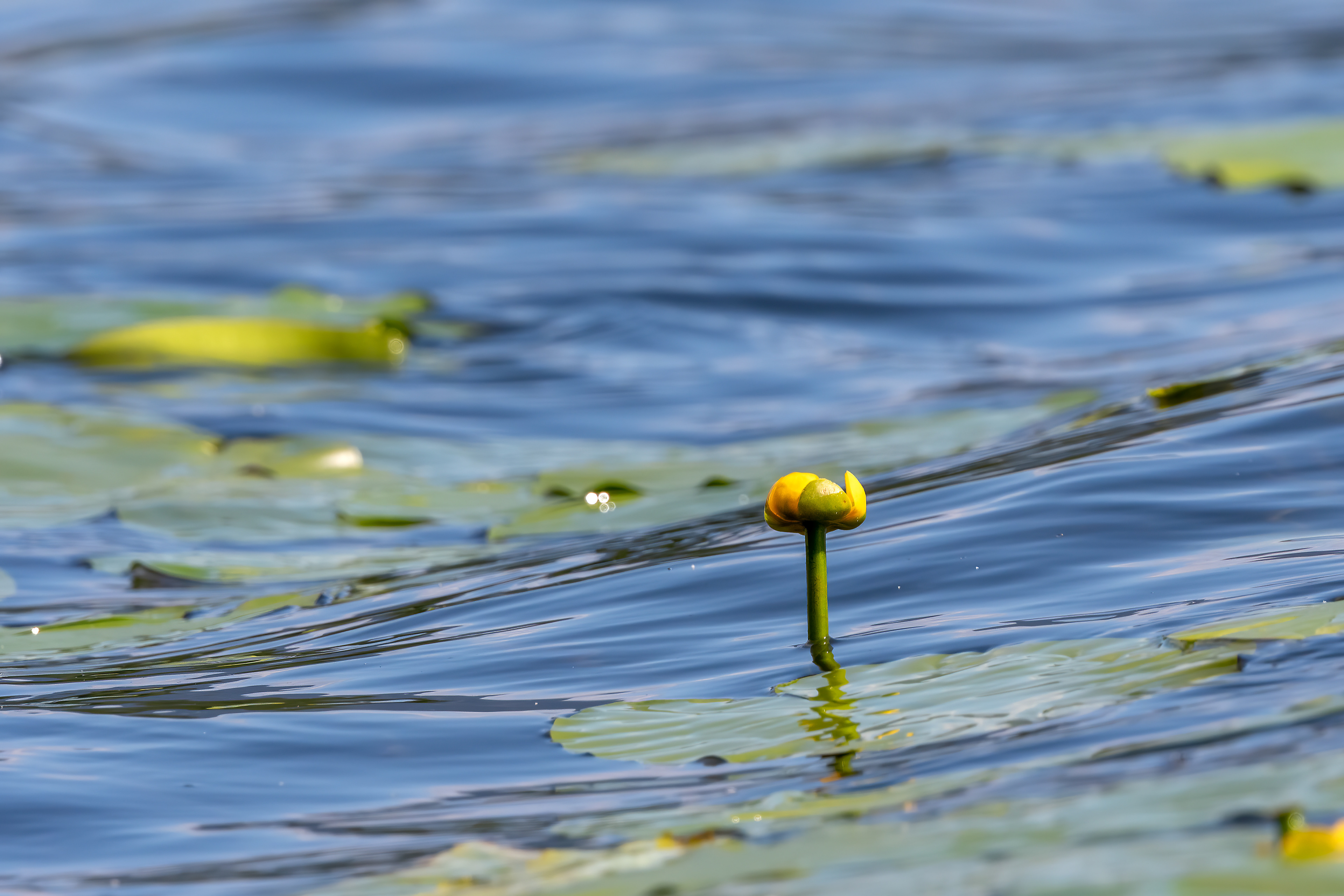 Nuphar lutea - ninfea