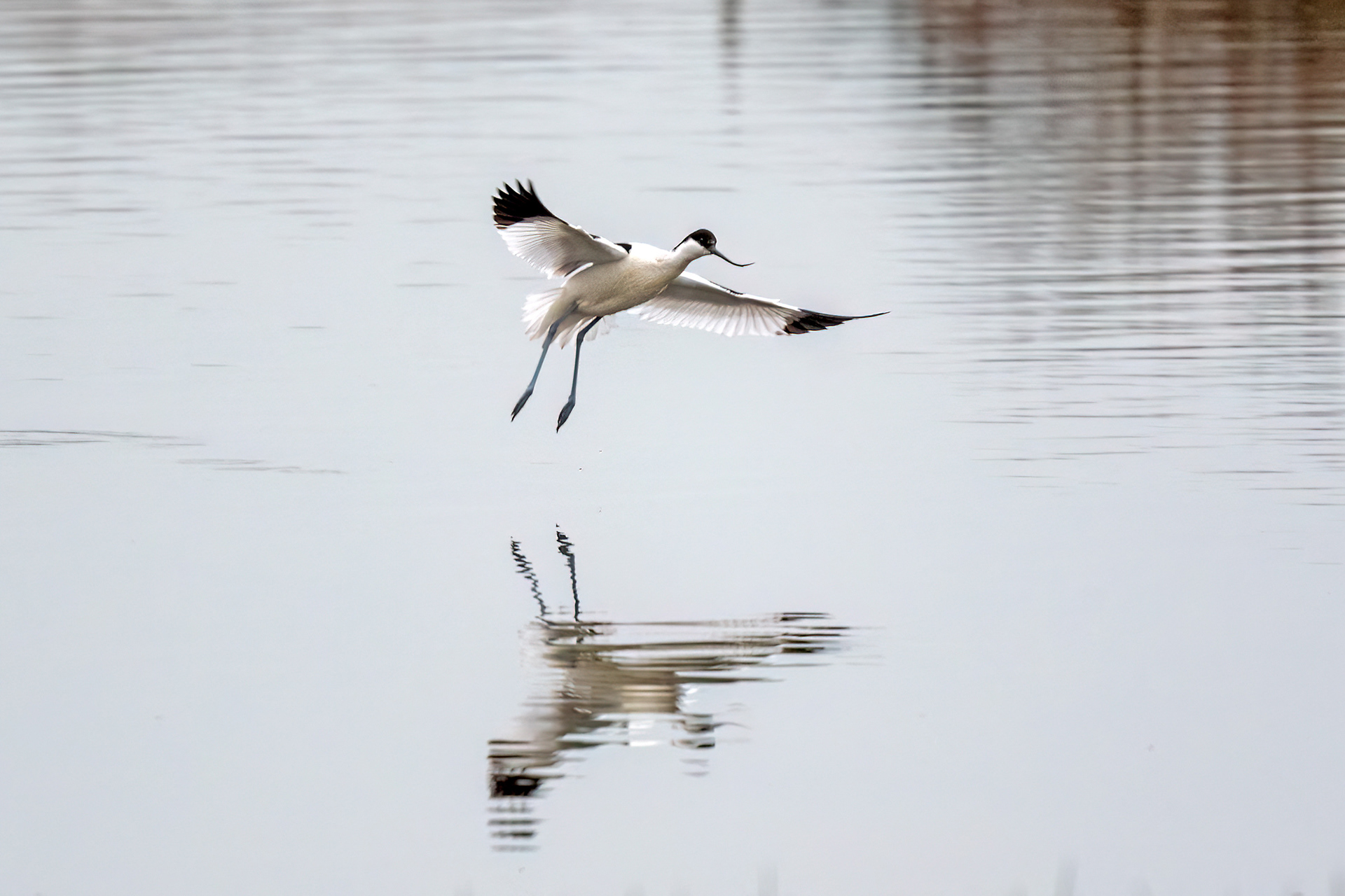 Avocetta