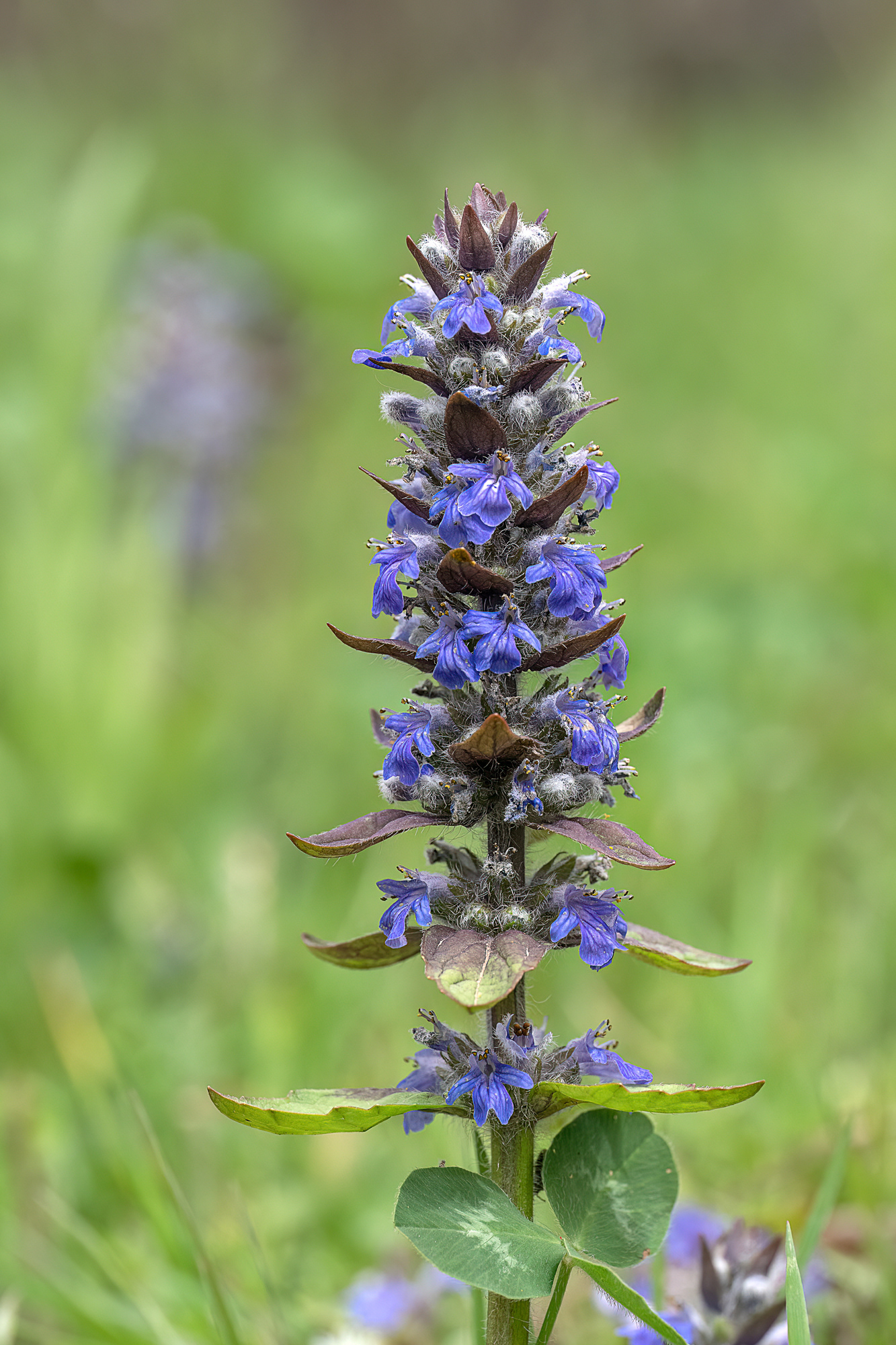 Ajuga reptans