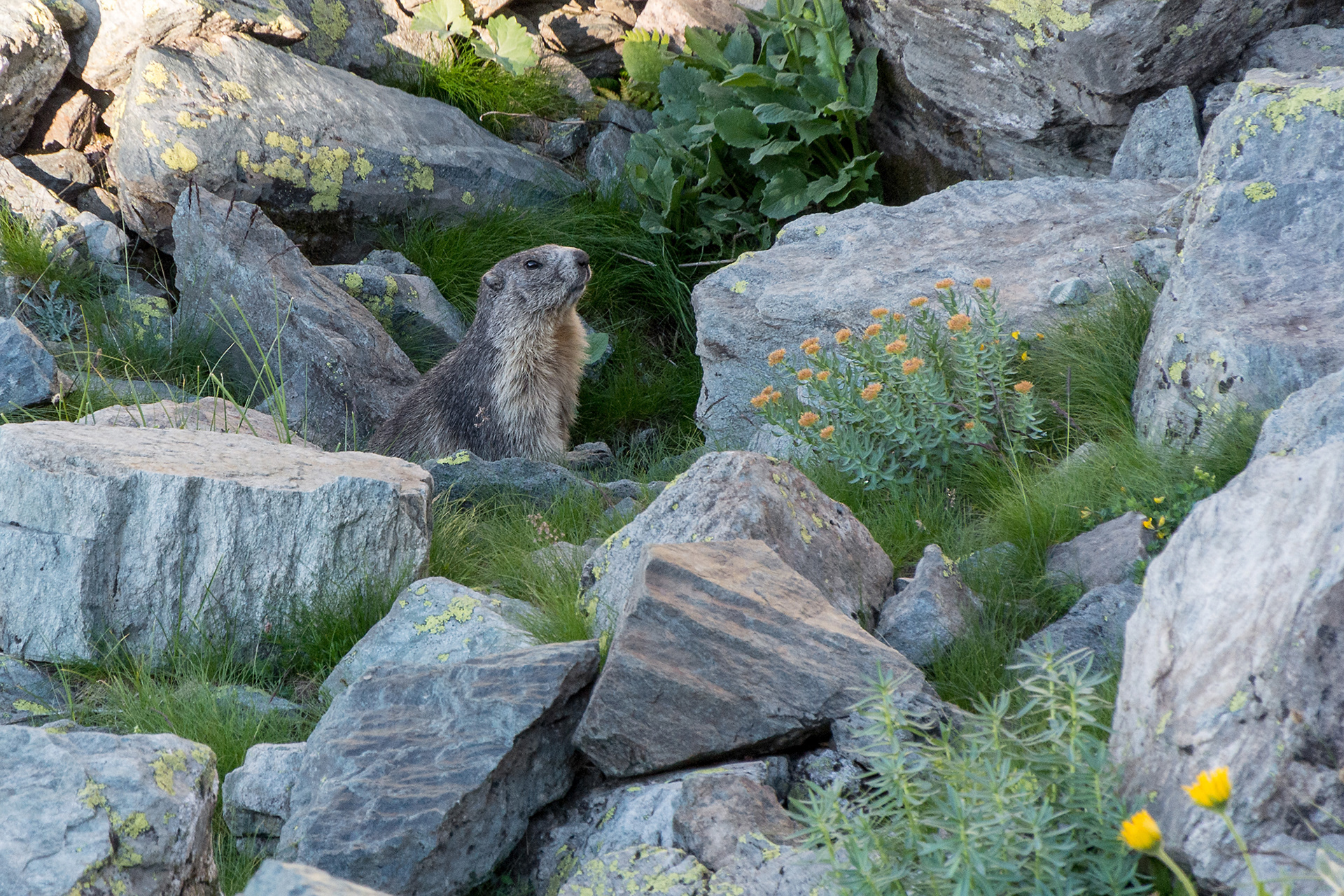 Marmotta