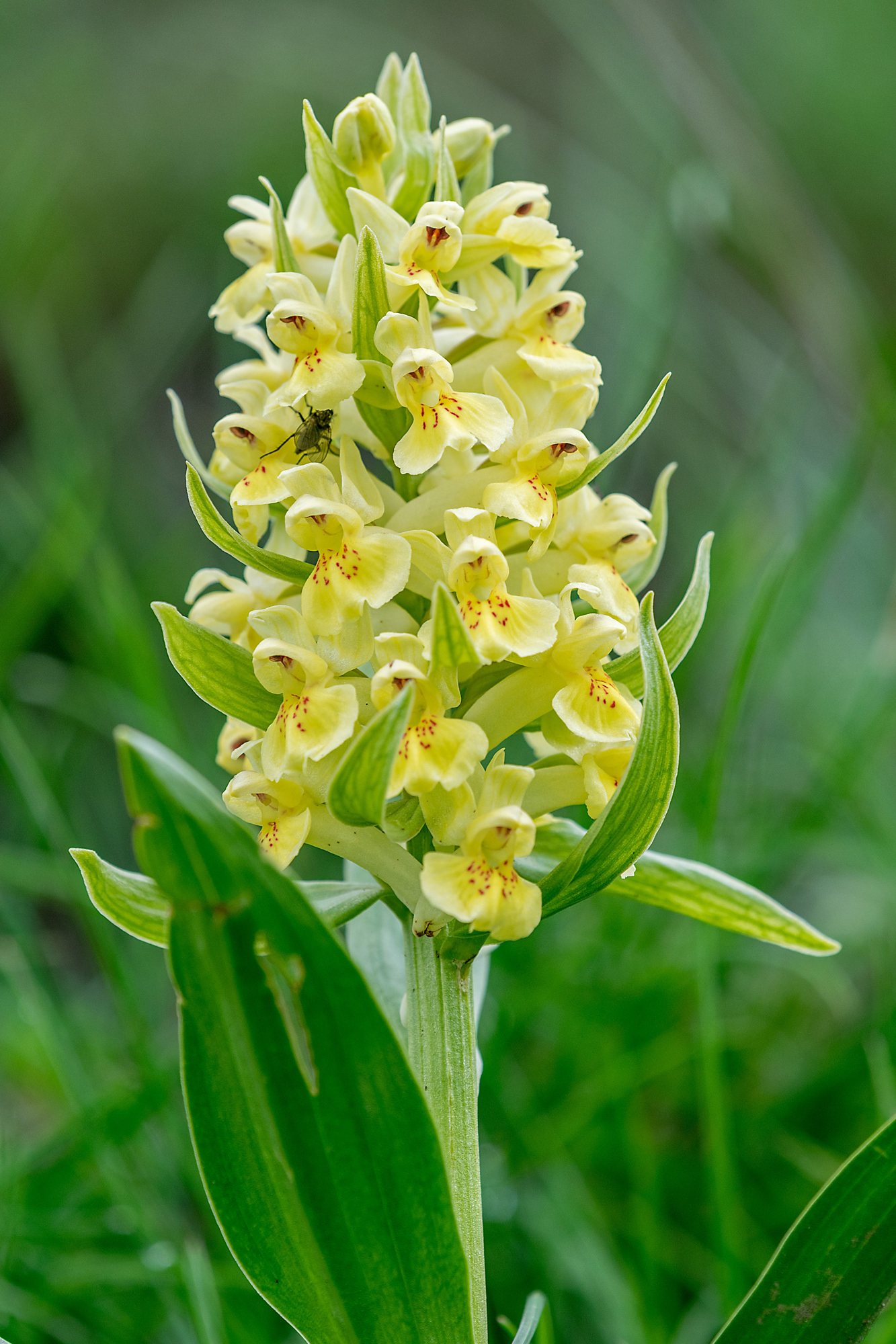 Dactylorhiza sambucina