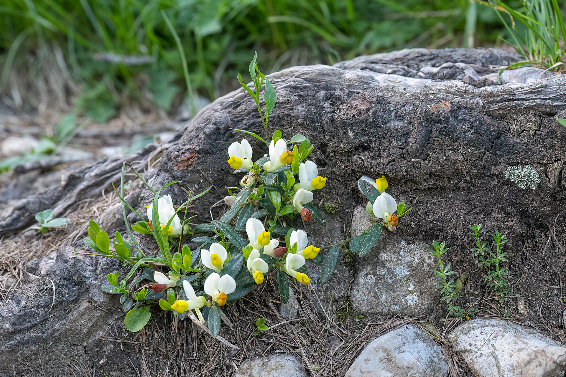 Poligola falso-bosso - Polygola chamaebuxus