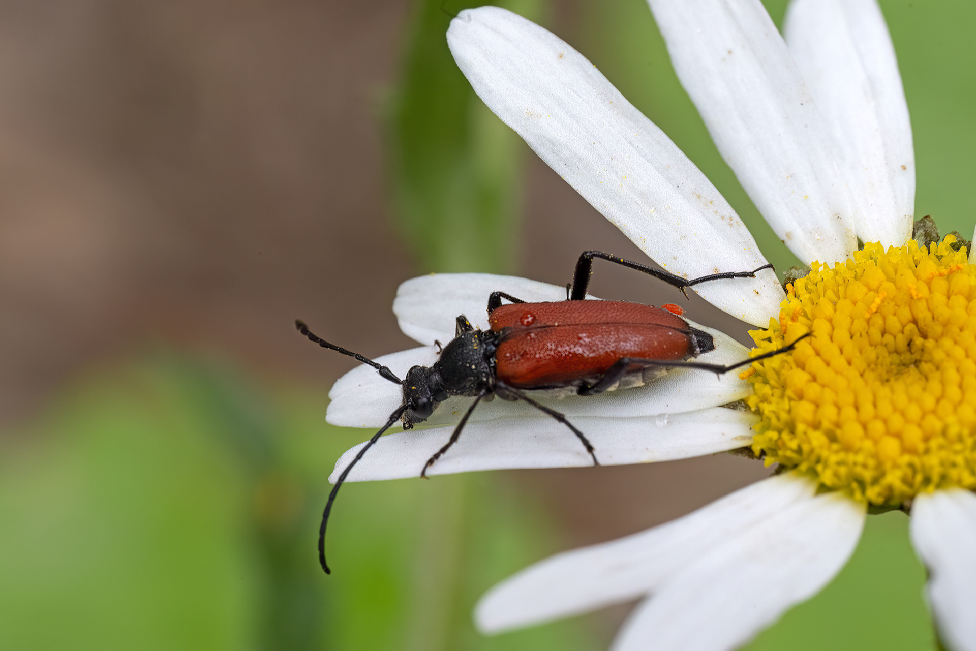 Anastrangalia sanguinolenta