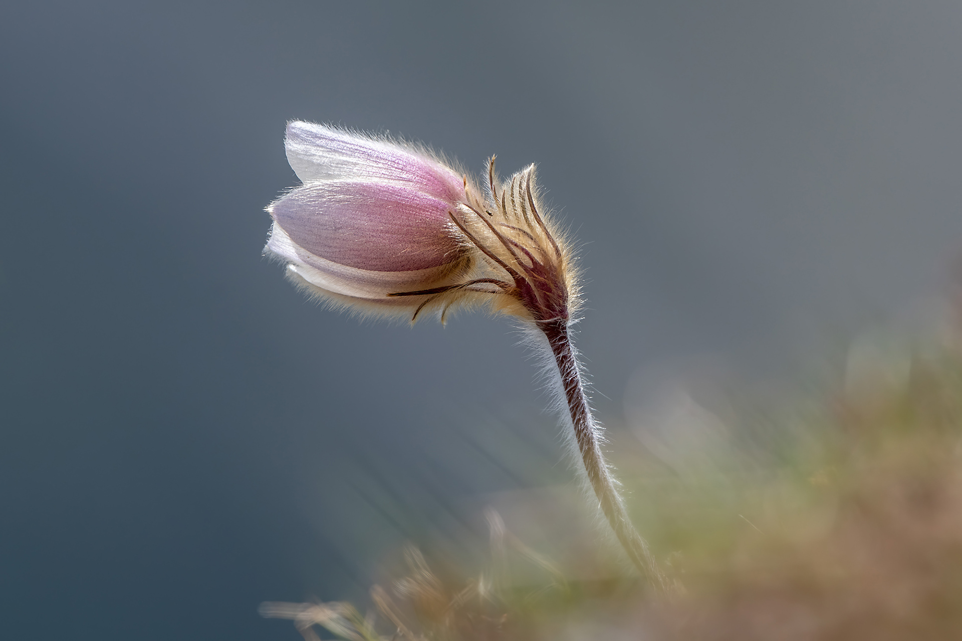 Pulsatilla vernalis